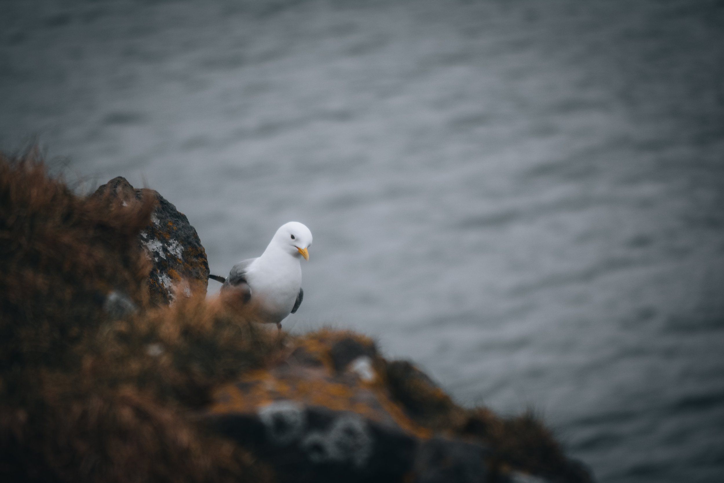 Seagull perched on rocks near water.