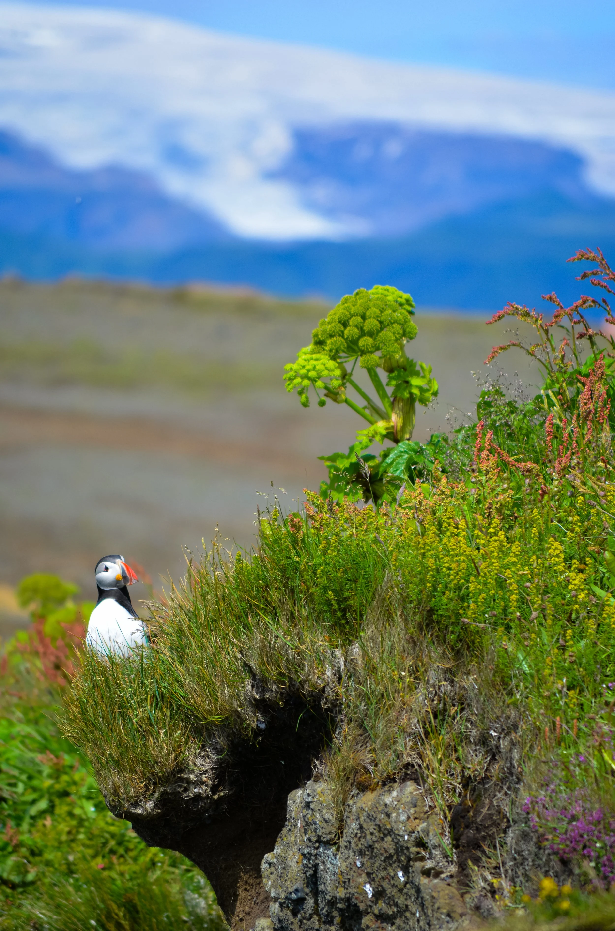 A puffin bird standing among colorful wildflowers and grasses on a rocky cliff, with snow-capped mountains in the background.