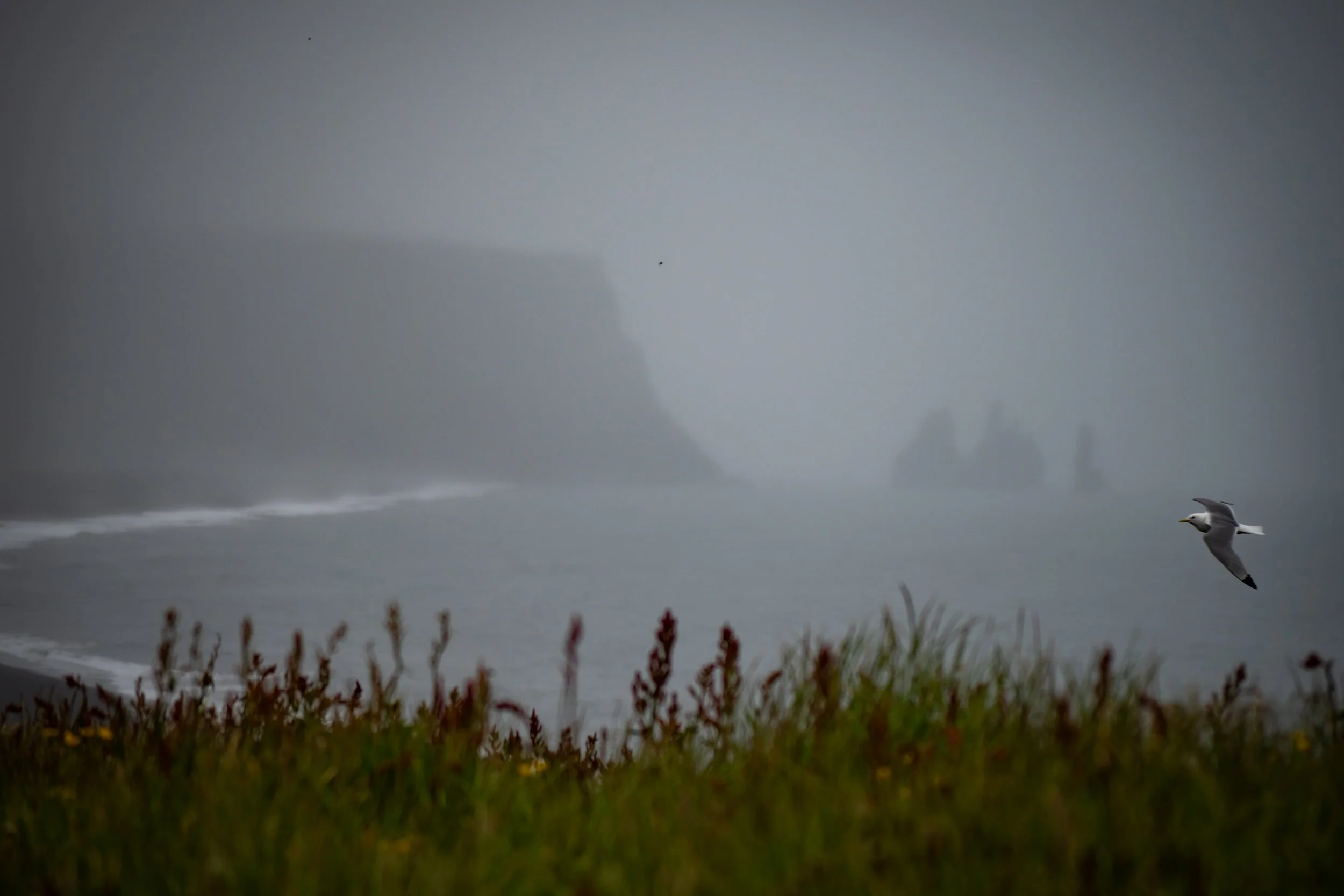 Seagull flying near the shore with a mountain in the background, amidst a misty or foggy atmosphere. The foreground shows some plants or bushes.