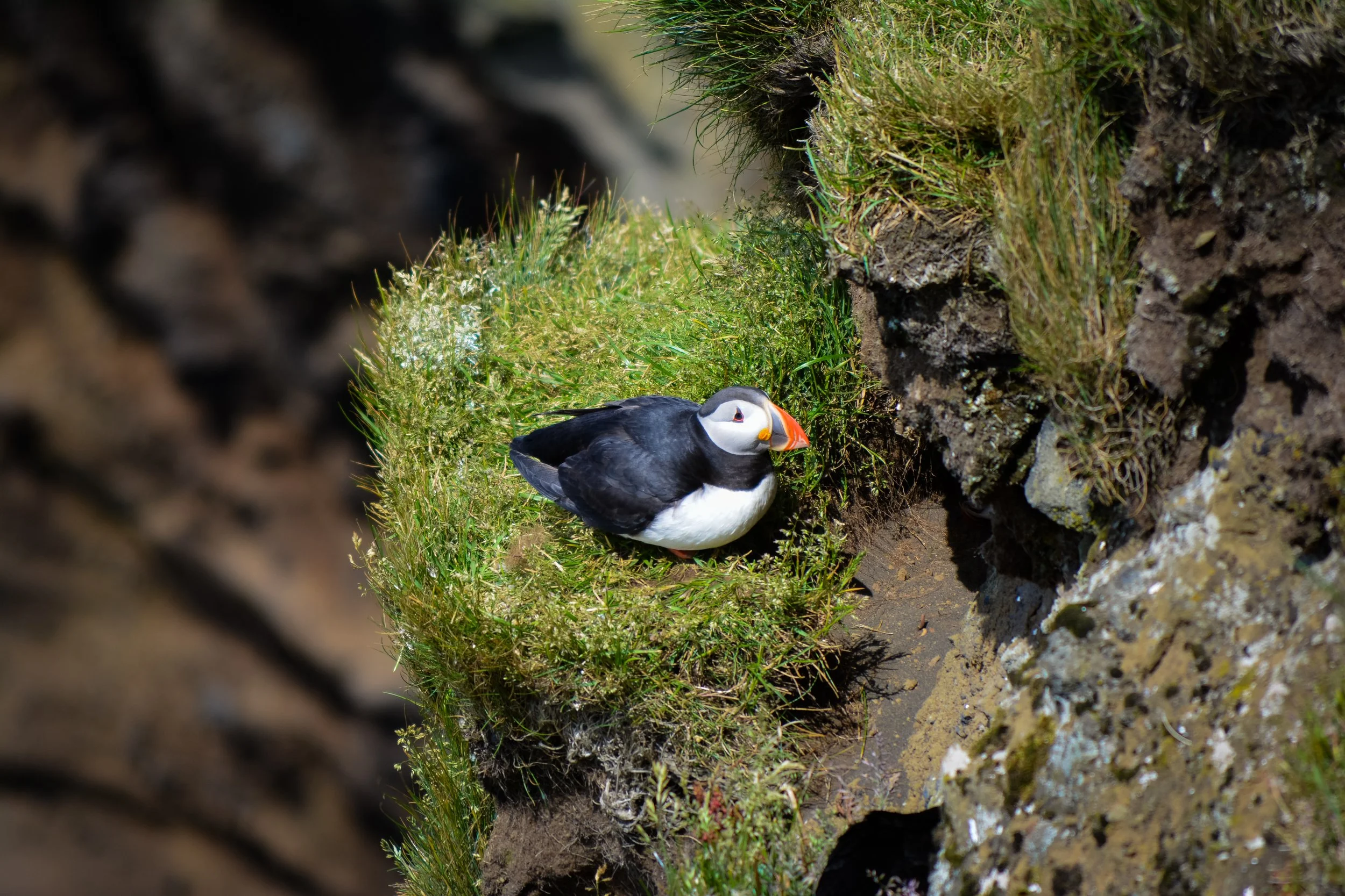 A puffin bird sitting on green grass between rocky cliffs on a sunny day.