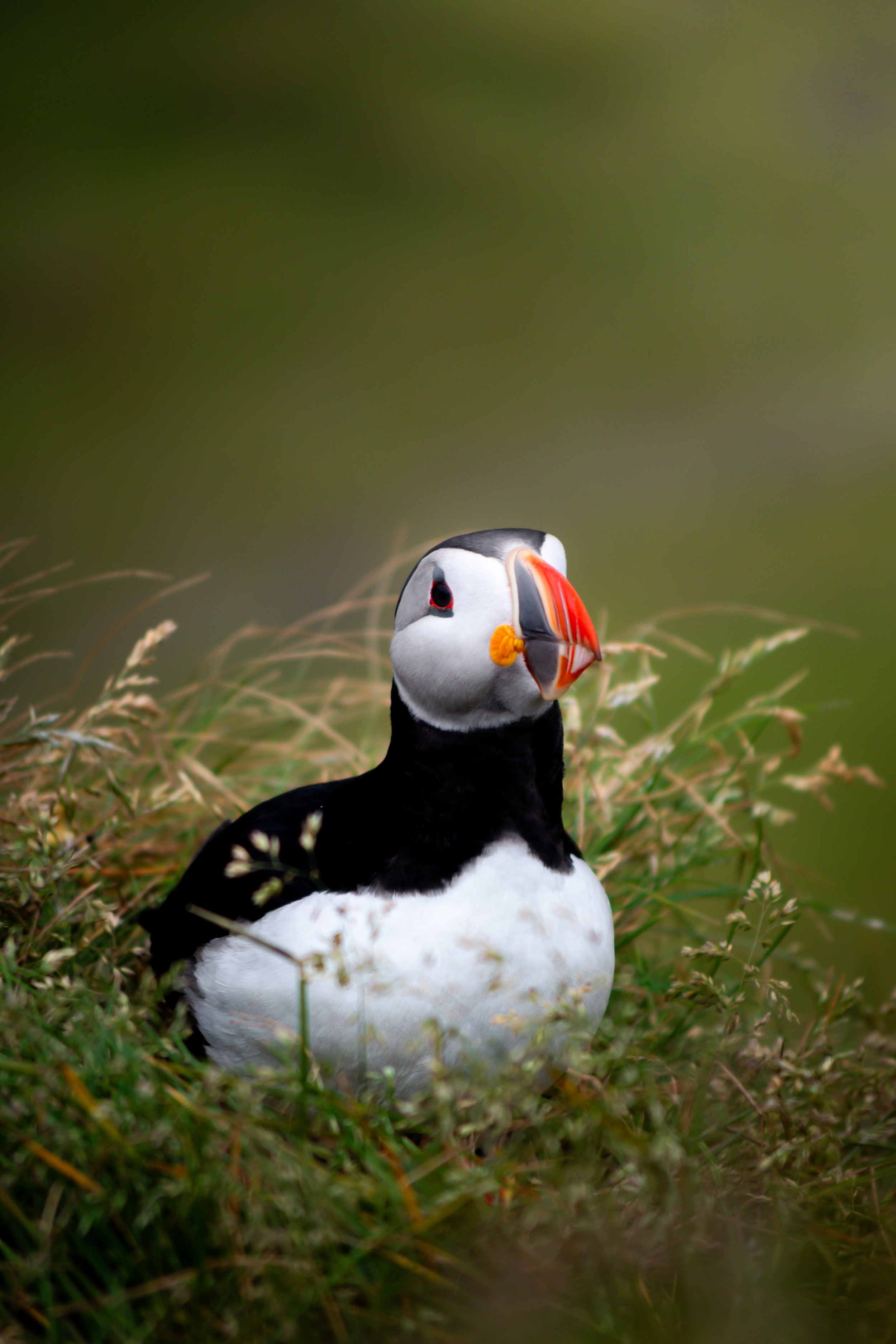 A puffin sitting on the grass with a blurry green background.