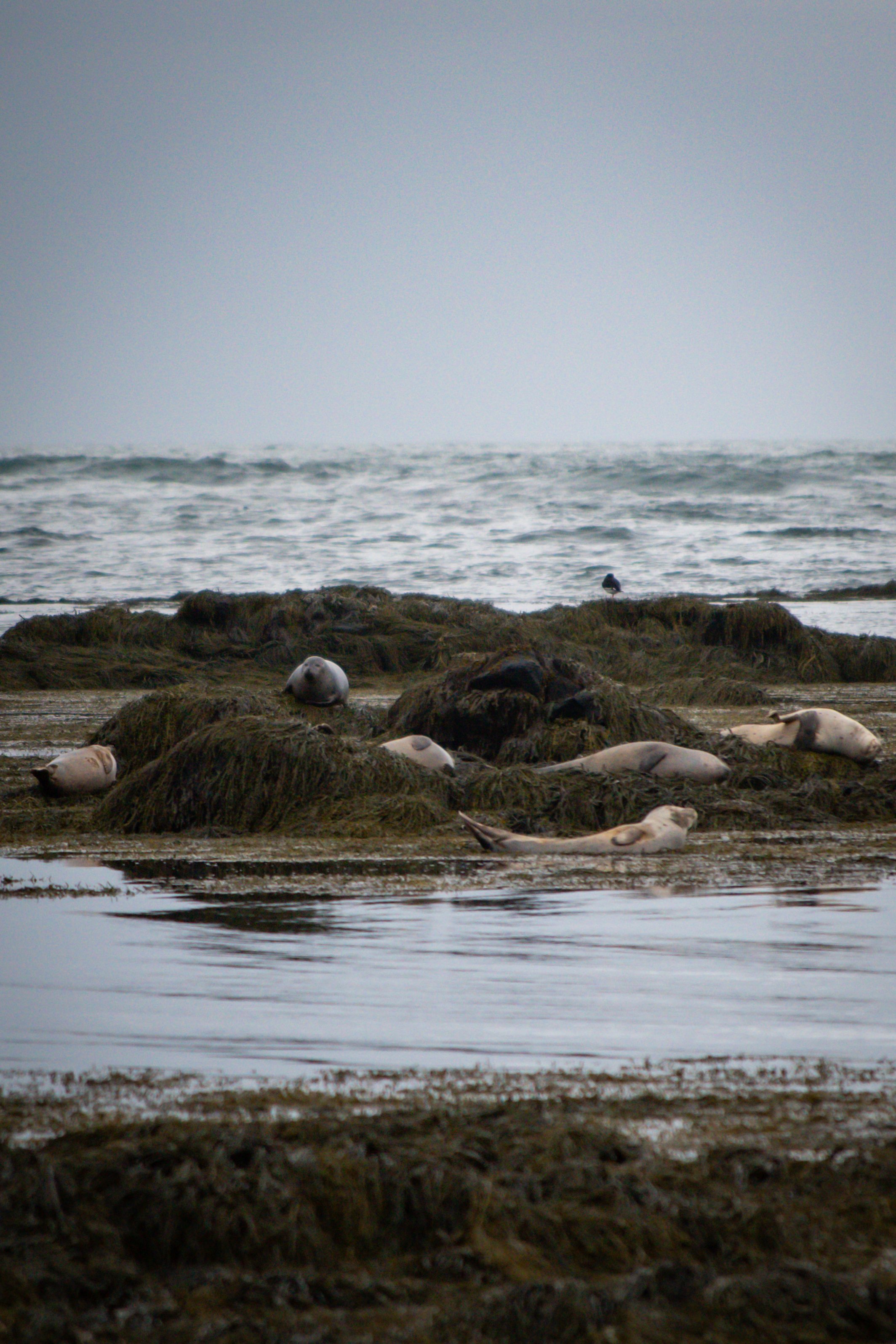 Seals resting on rocks along the shoreline with waves and a gray sky in the background.