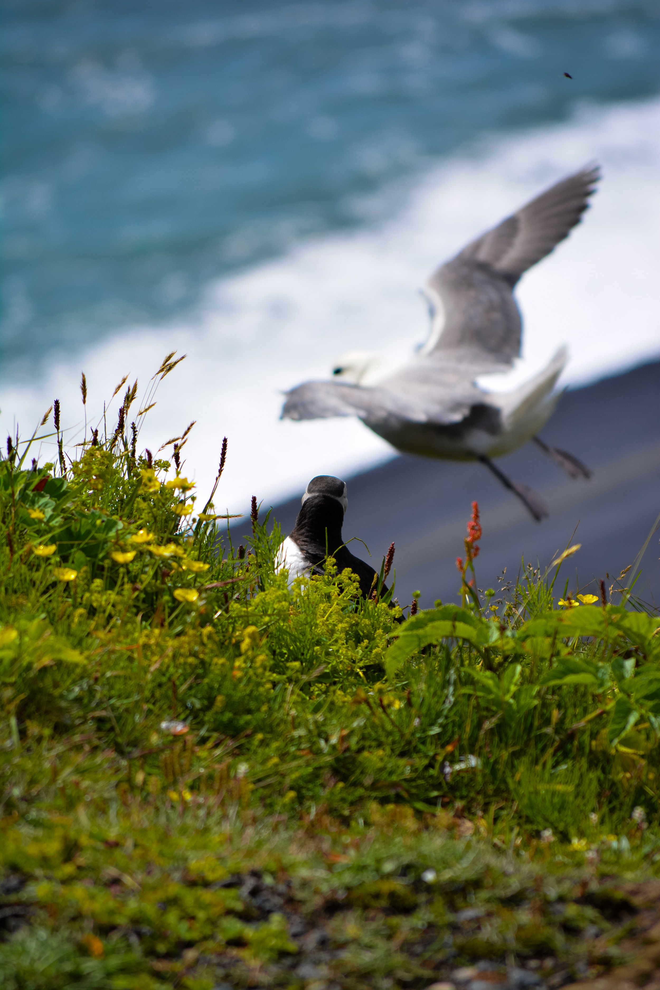 Seagull taking off near a black and white bird on a grassy, flowering shoreline with the ocean in the background.