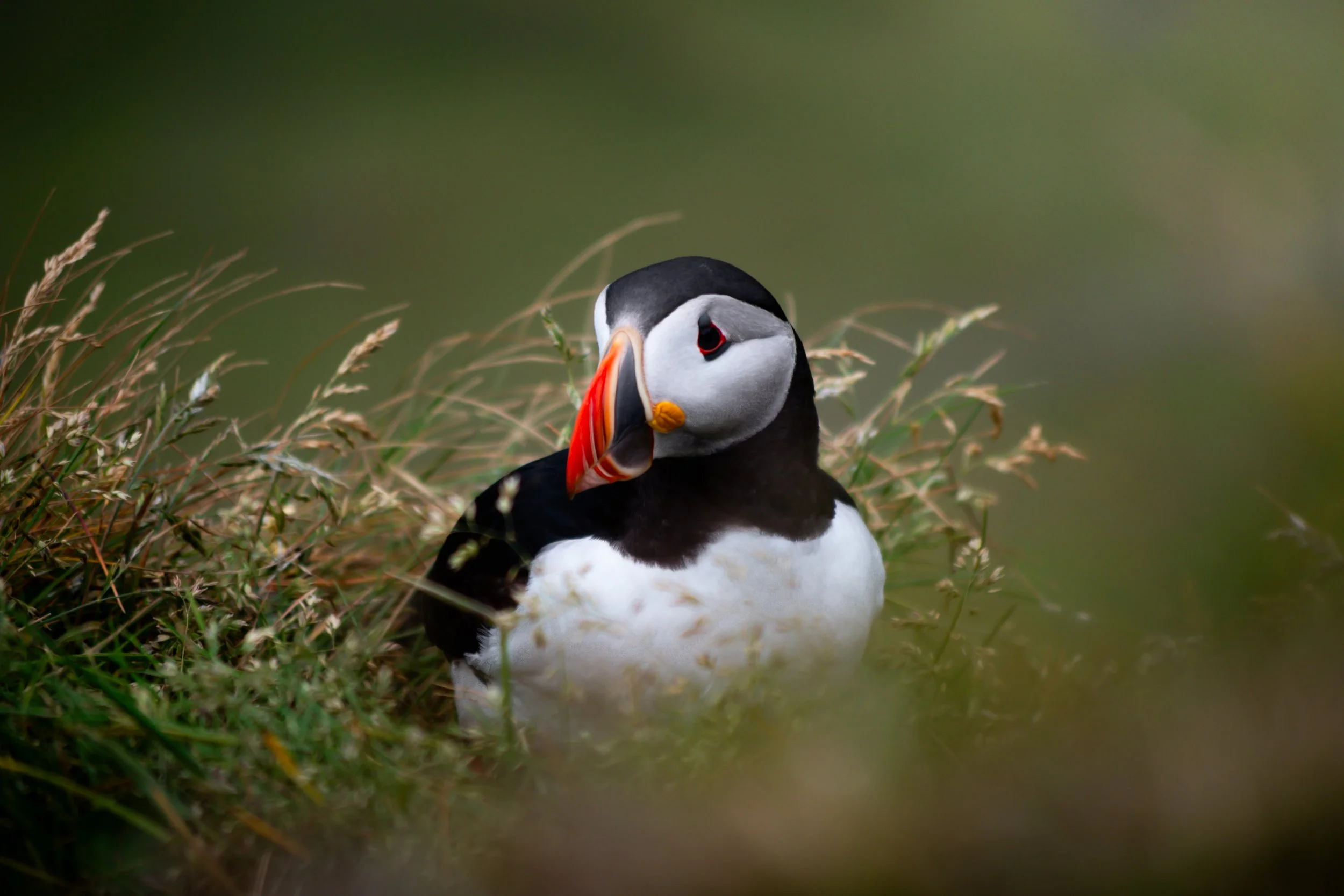 A close-up of a puffin with black and white feathers and an orange beak, surrounded by green grass and blurred background.