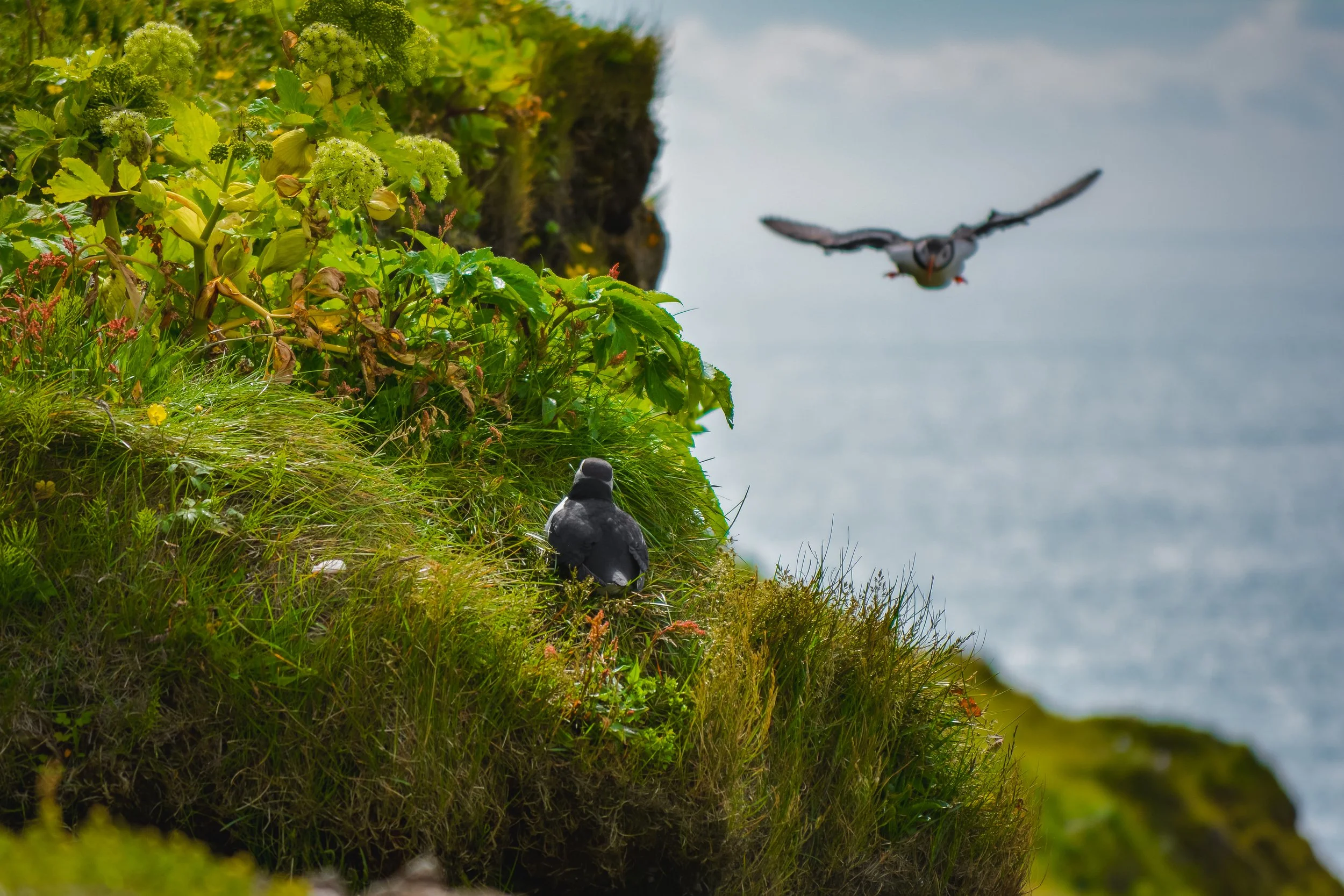 A seabird (puffin) sitting on grass-covered cliff near water, with a flying bird in the background.