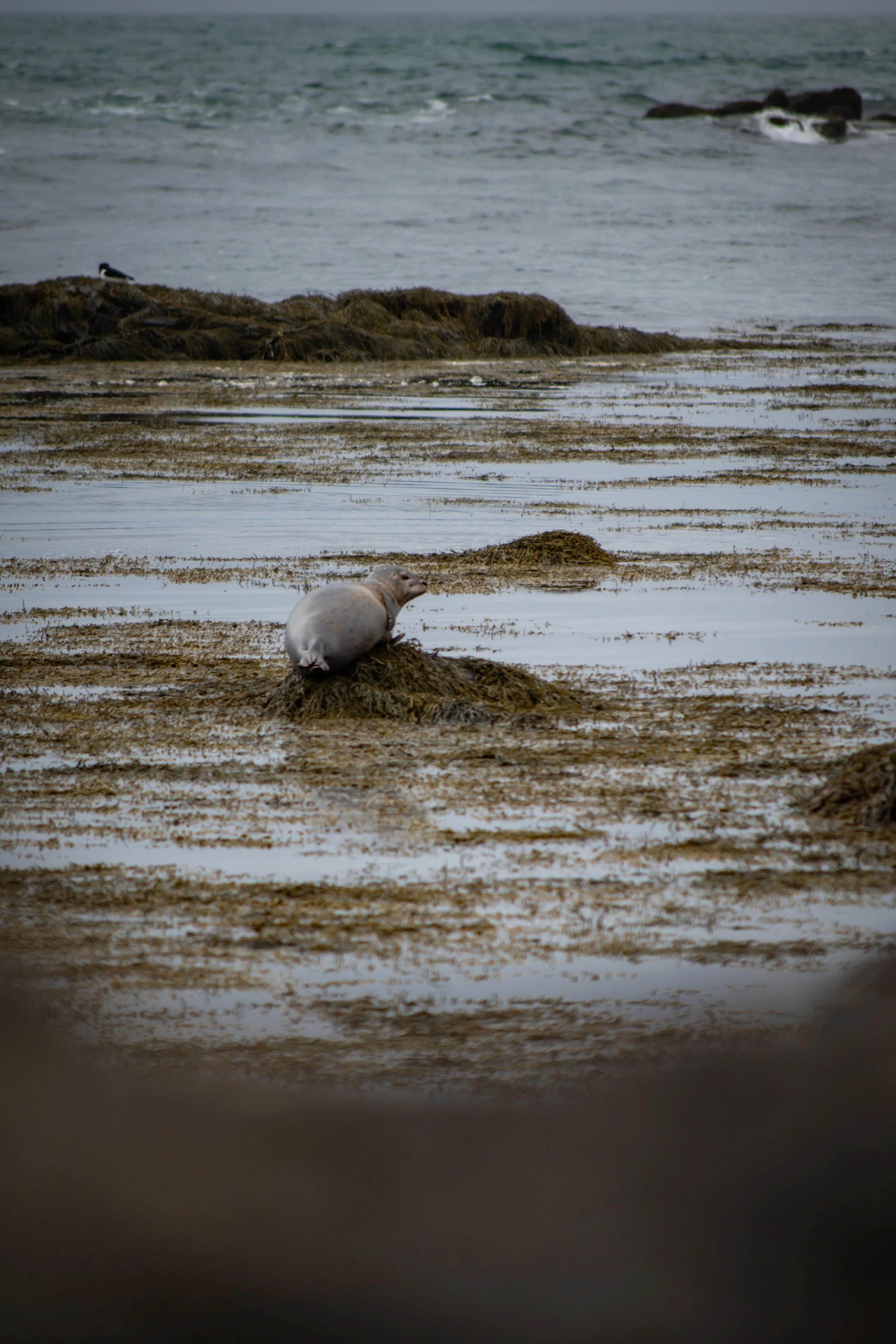 A seagull resting on a patch of seaweed near the shoreline, with the ocean in the background.