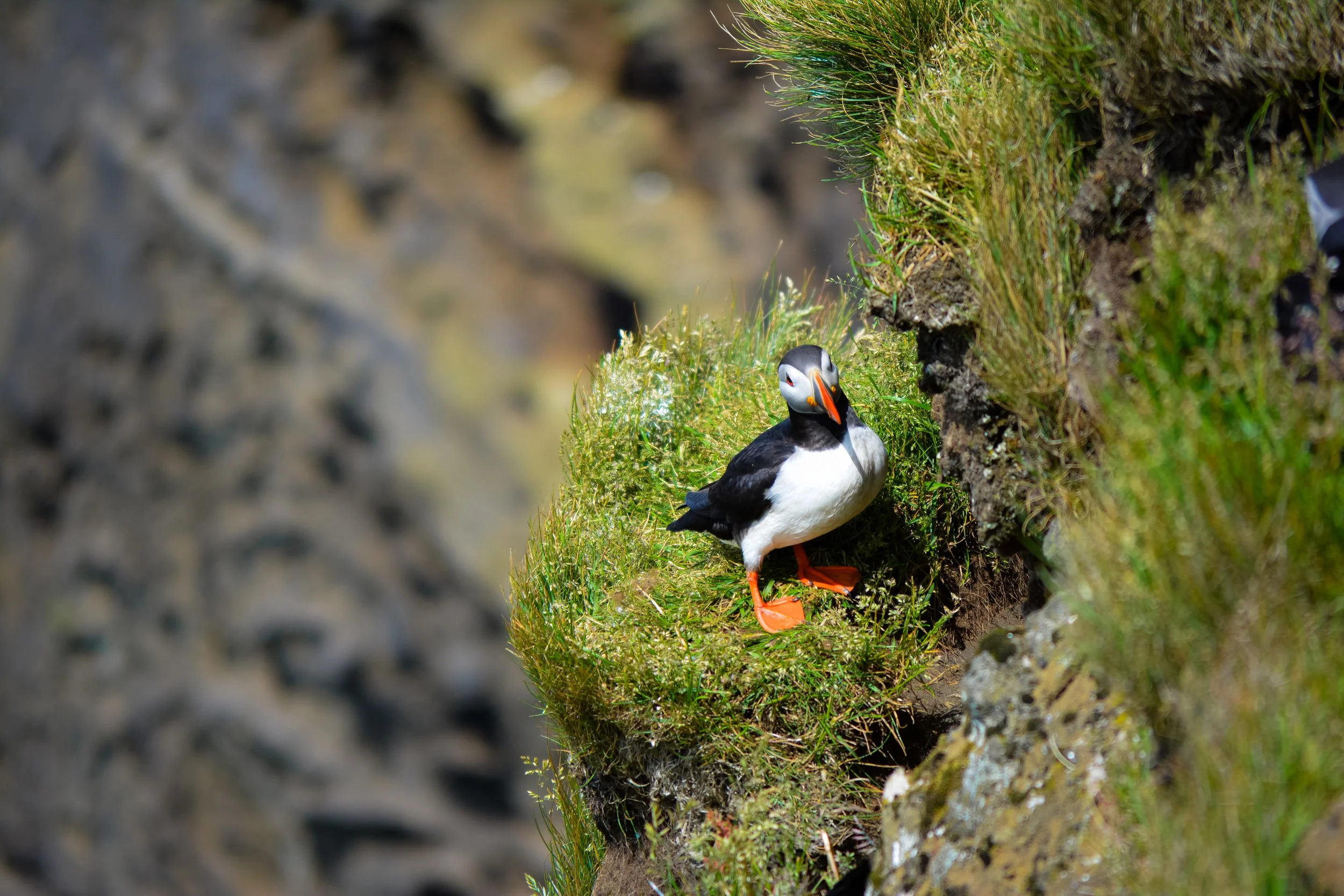 A puffin standing on grassy ground on a rugged cliffside, near a rock wall.