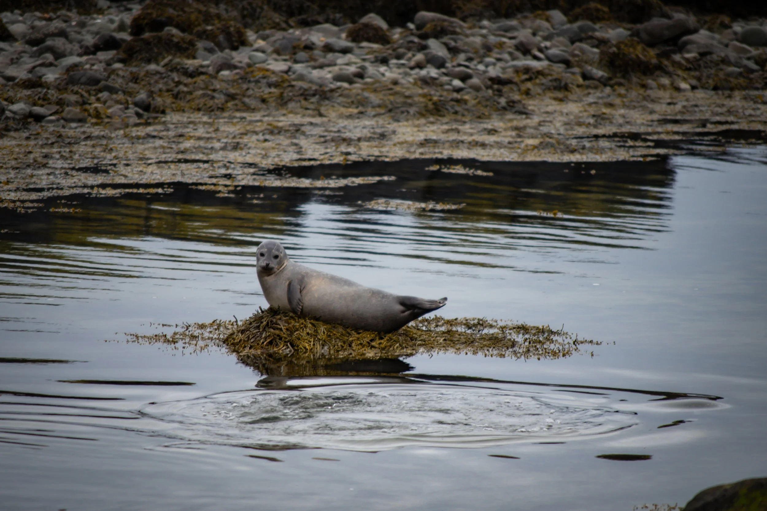 A seal lying on a small patch of seaweed-covered rock near the water's edge, with a rocky shoreline in the background.