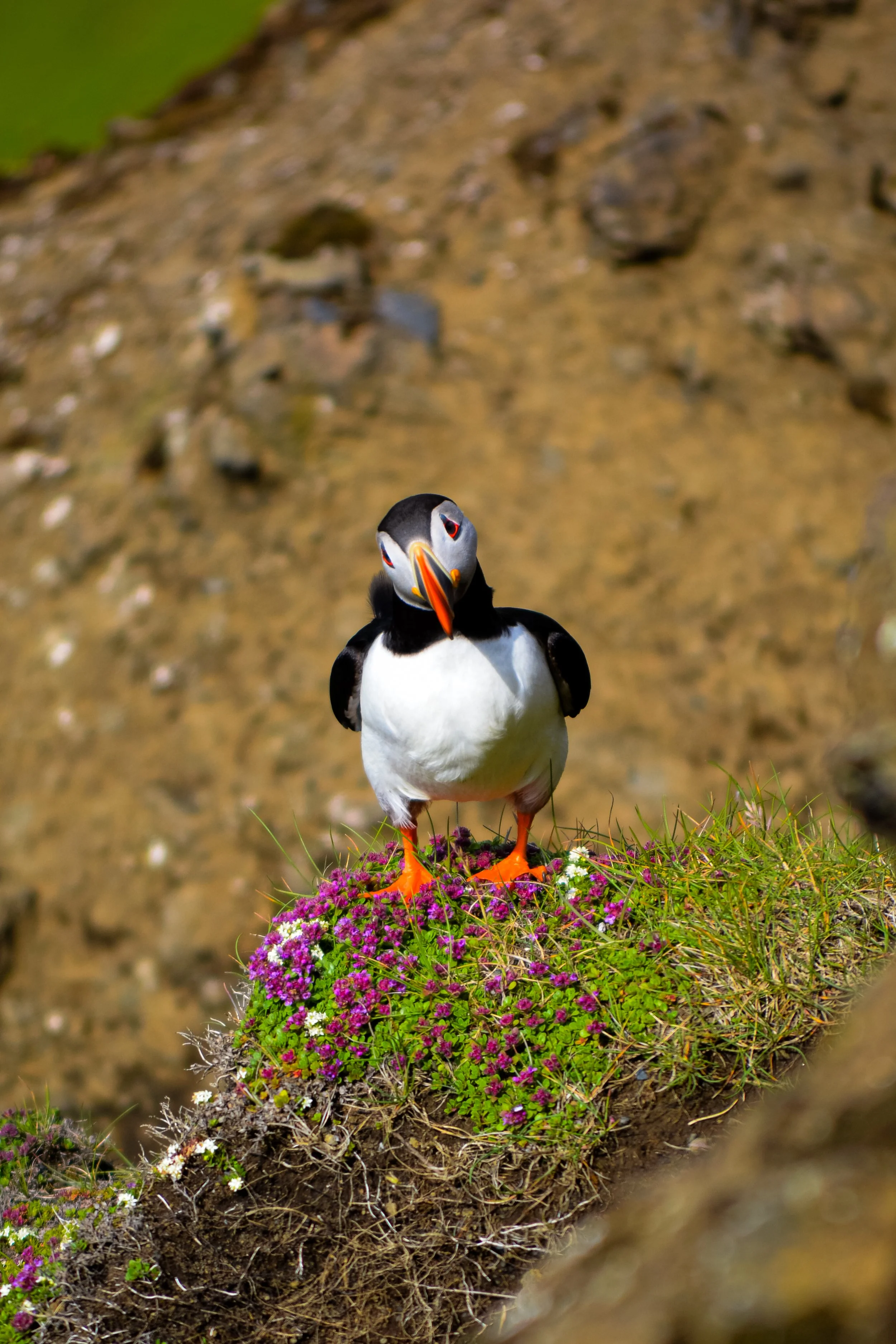 A puffin bird standing on a grassy patch of land with purple and white flowers, with a rocky, earthy background.