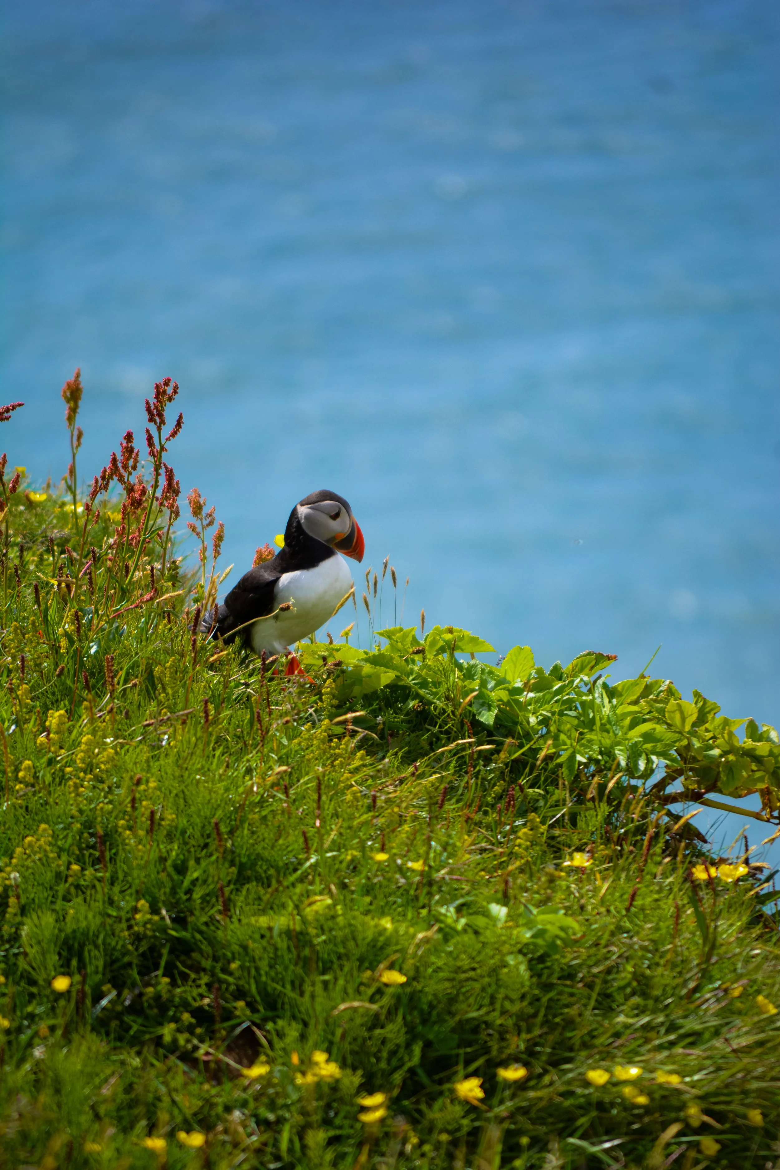 A puffin bird standing on grassy cliffside with wildflowers and green leaves, overlooking a blue ocean.