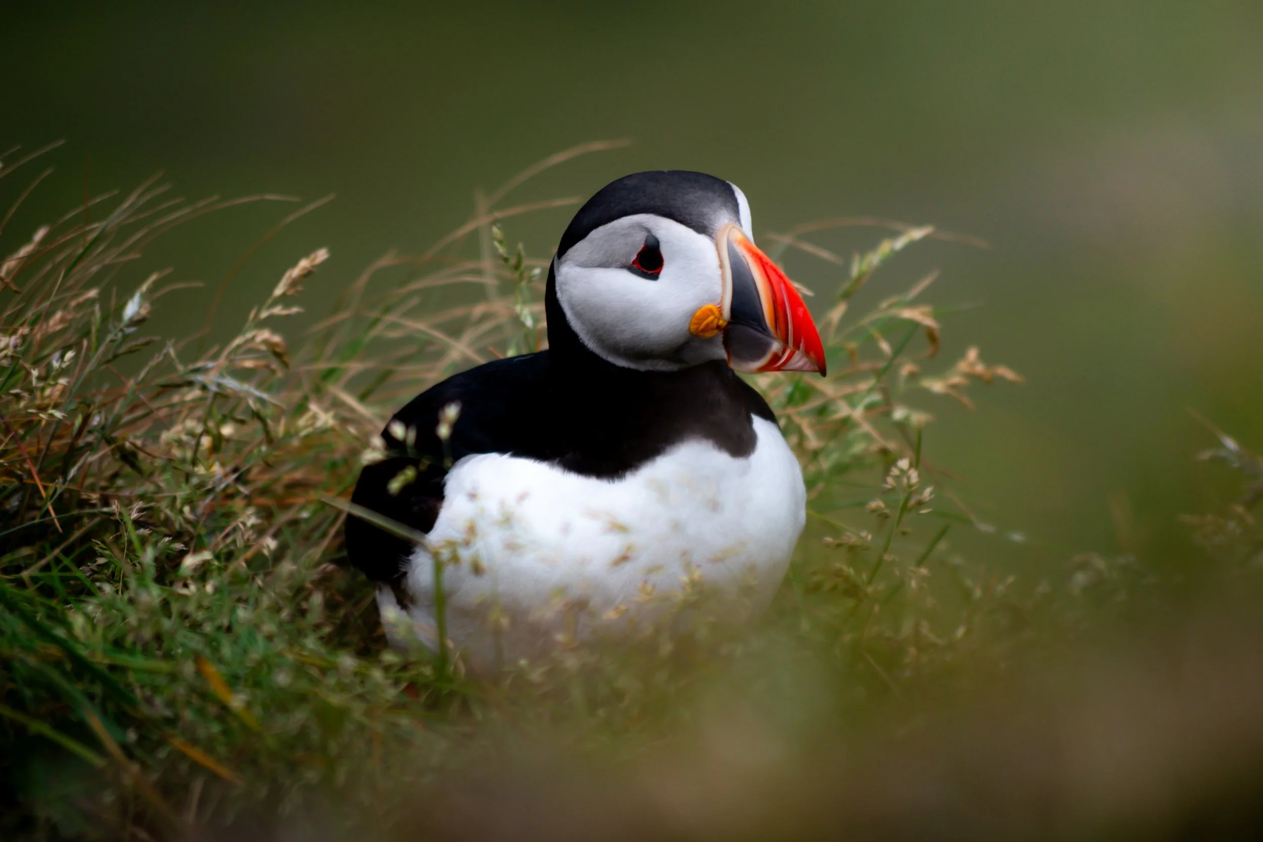 A close-up of a puffin standing among grass and plants with a blurred green background.