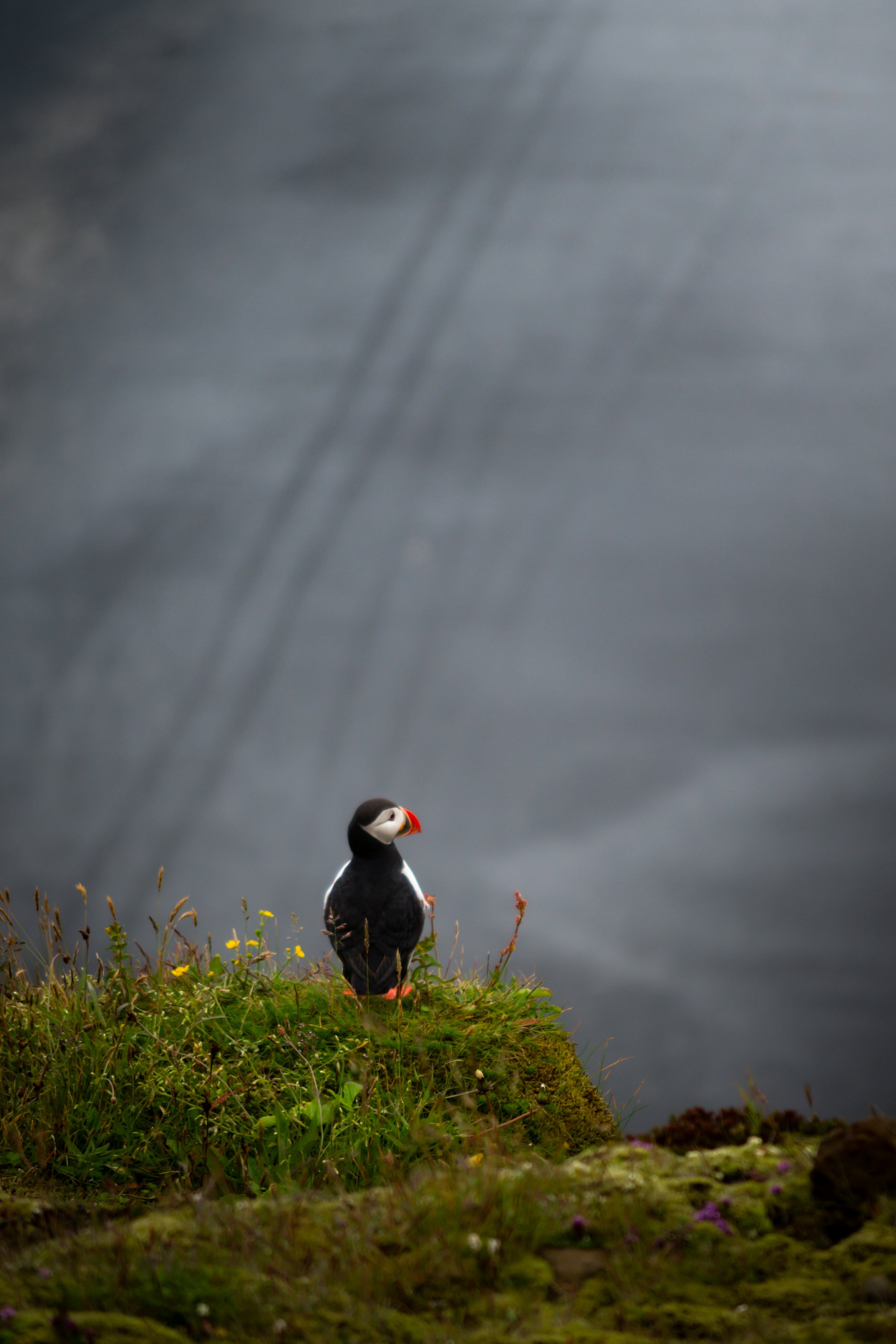 A puffin standing on a grassy cliff with wildflowers and plants, under a dark, cloudy sky.