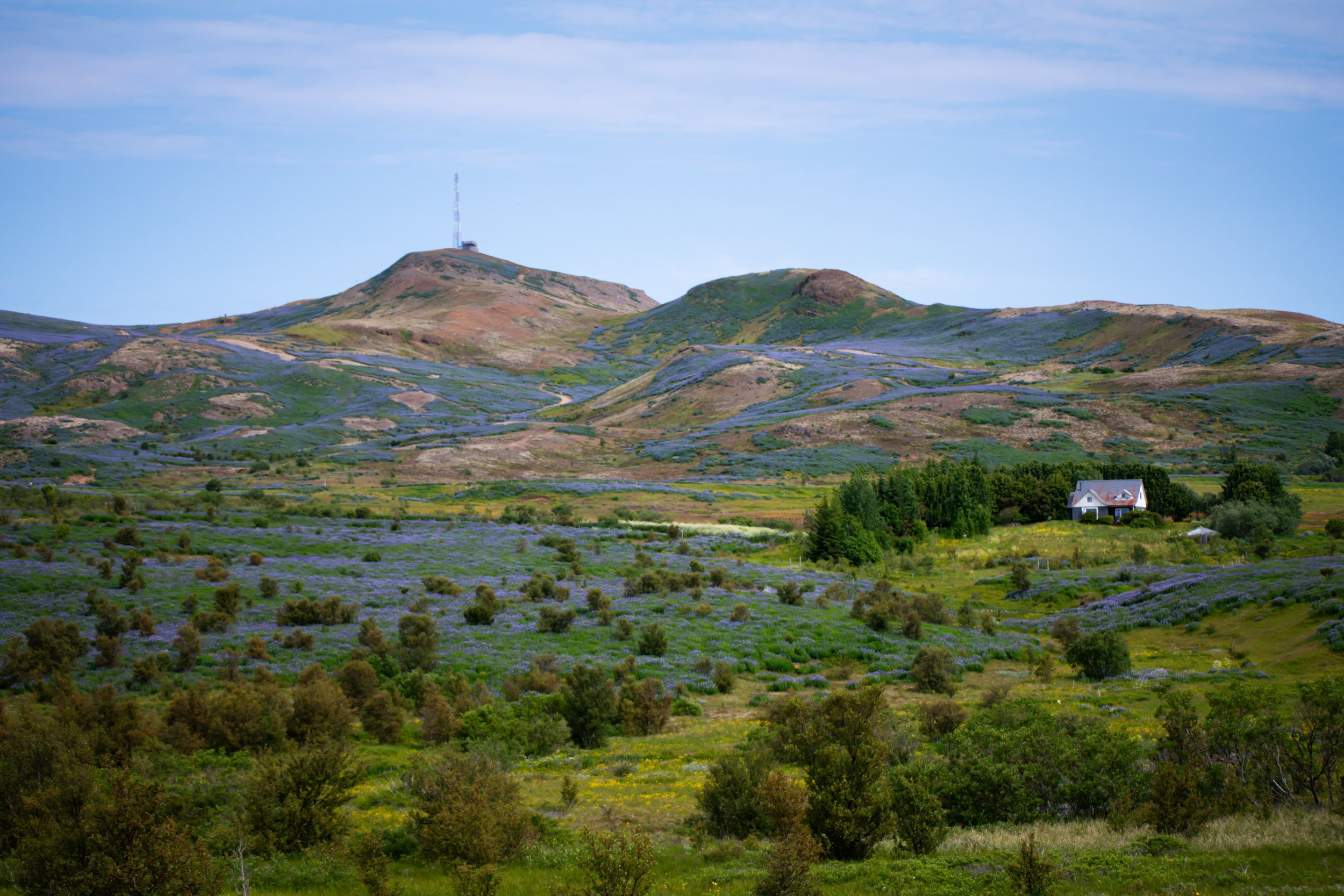 Scenic view of rolling hills covered in purple and green vegetation, with a small white house with a dark roof at the bottom right and a structure with antennas on the hilltop in the distance under a partly cloudy sky.