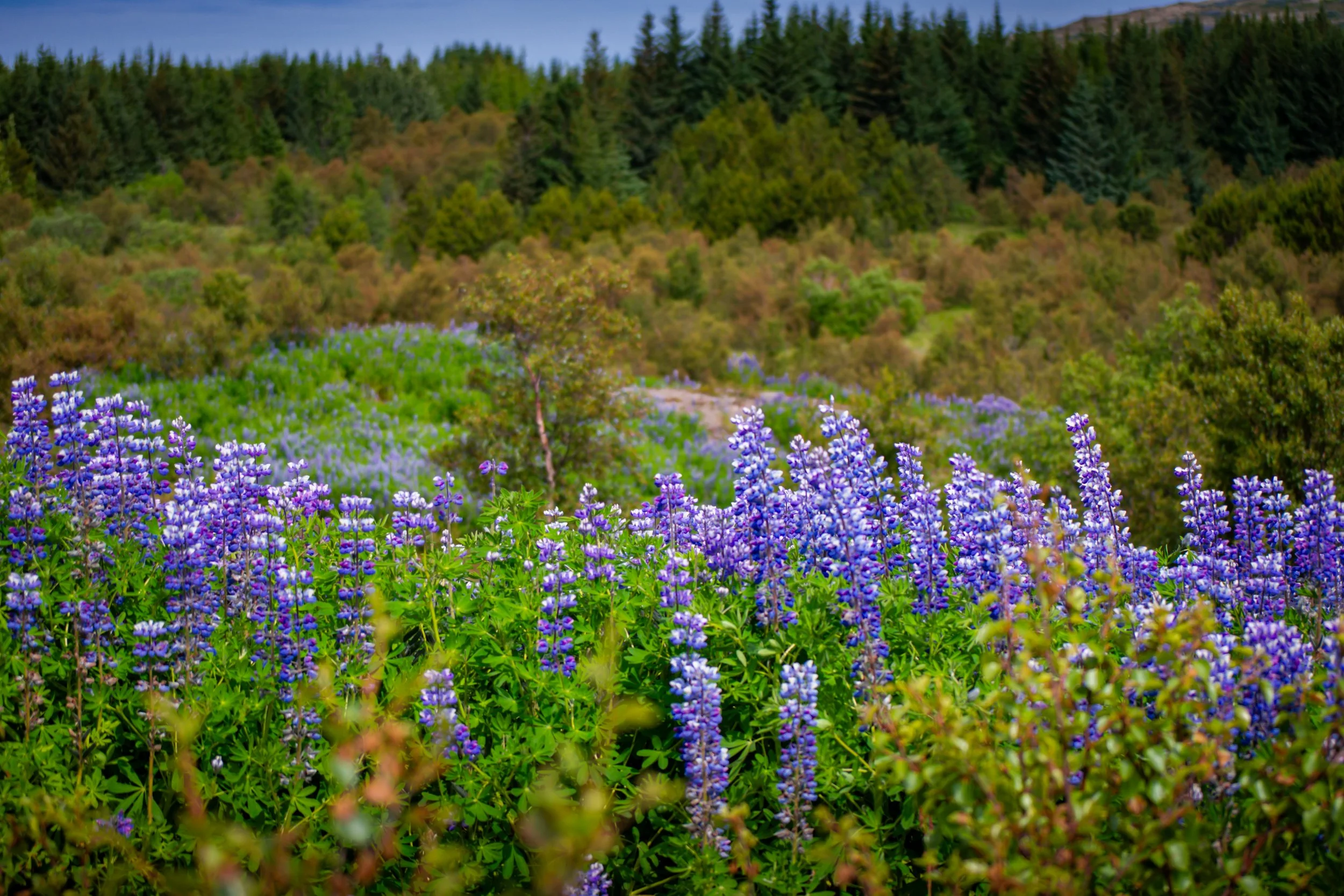 Fields of purple flowers in the foreground, dense green trees on a hillside, and a partly cloudy sky in the background.
