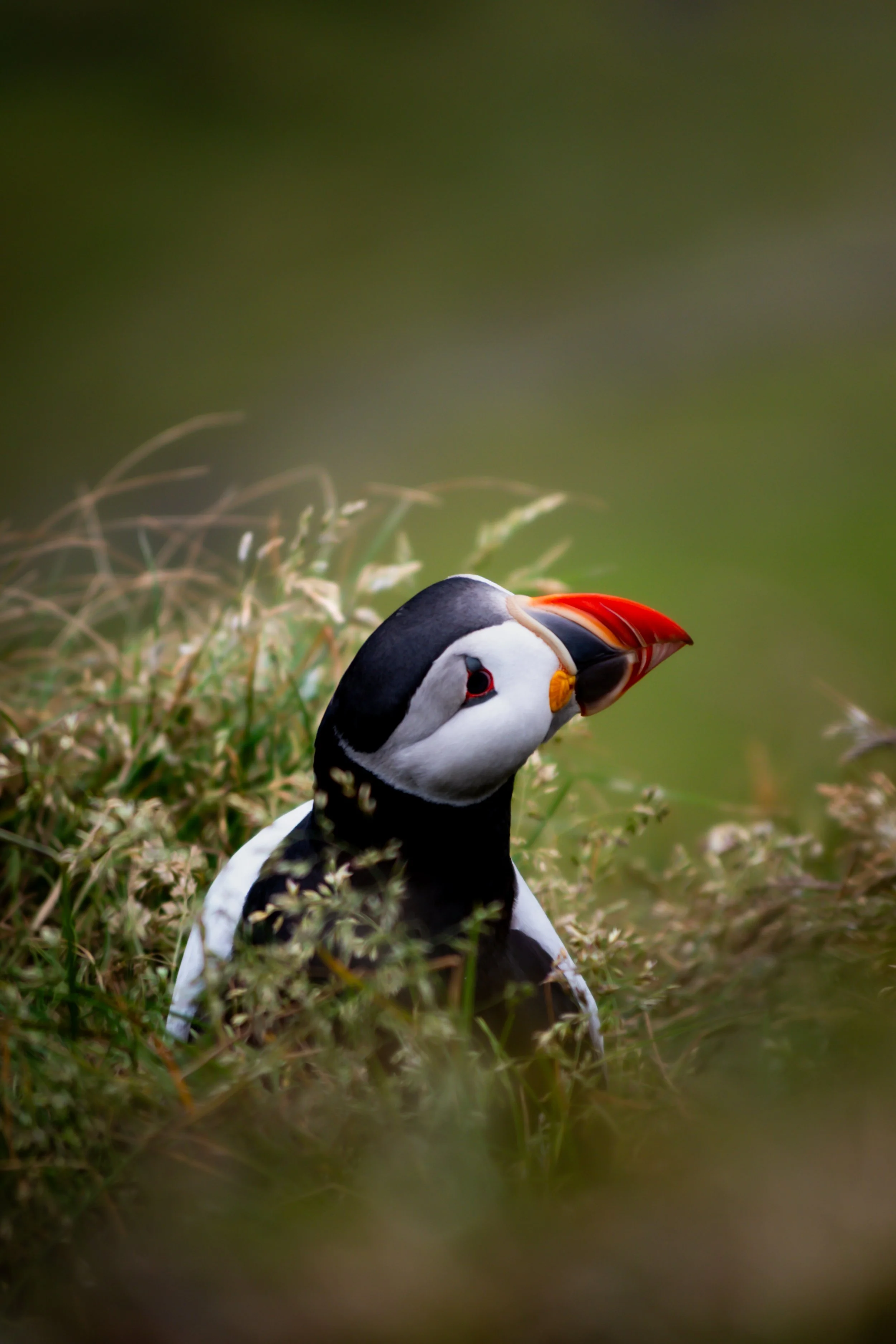 A puffin bird with black and white feathers and a large colorful beak, sitting in grass and plants with a blurred green background.
