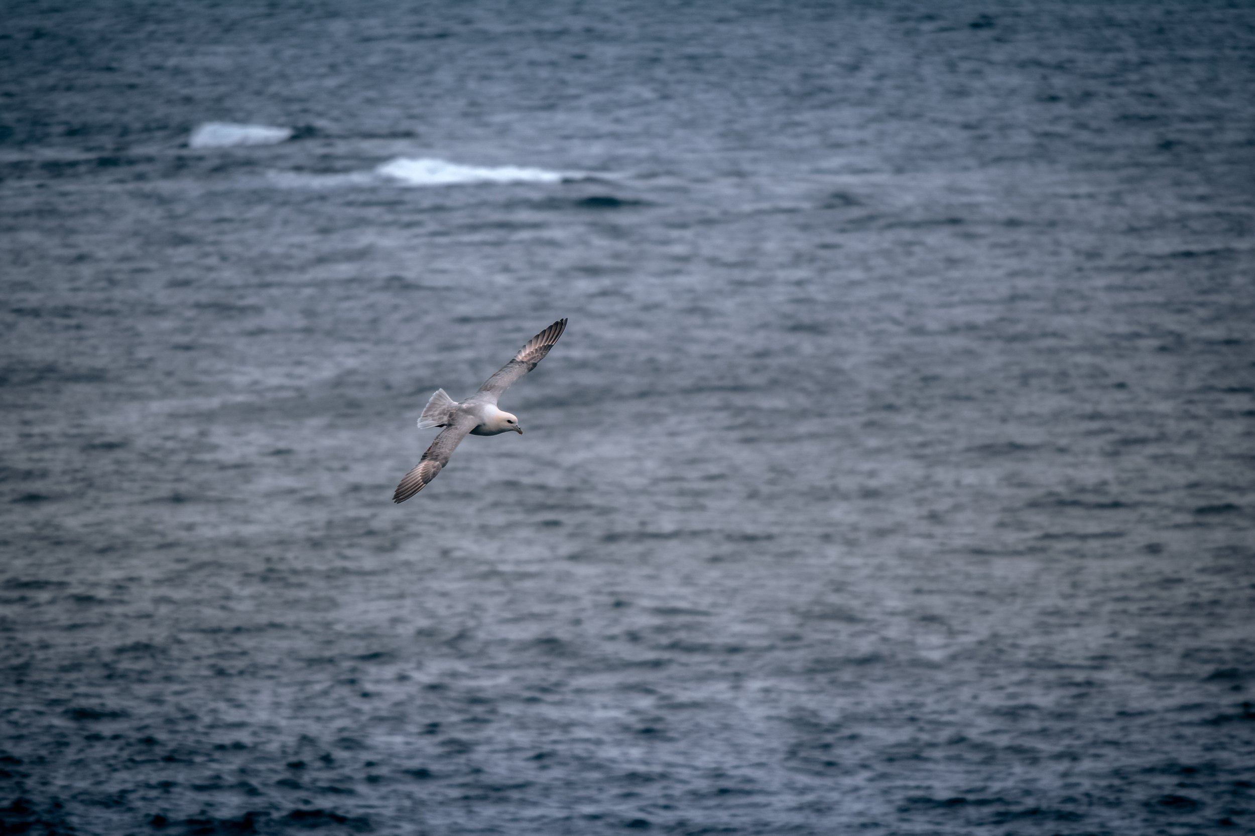 A seagull flying over a calm ocean with small waves and distant ice chunks.
