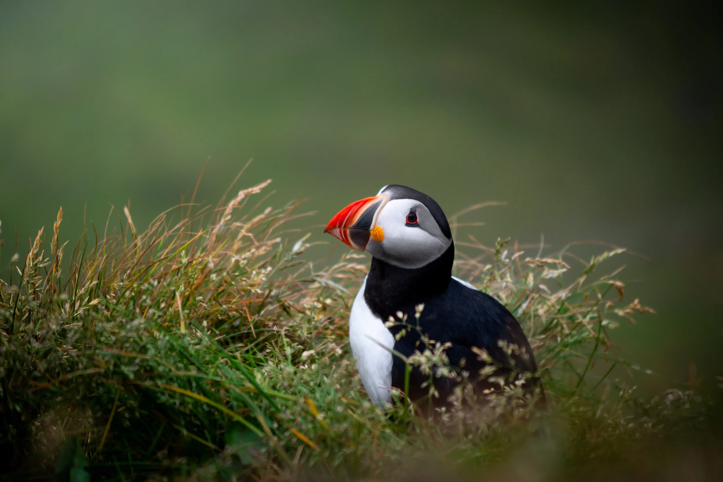 A close-up of a puffin standing among green grass and plants, with a blurred green background.