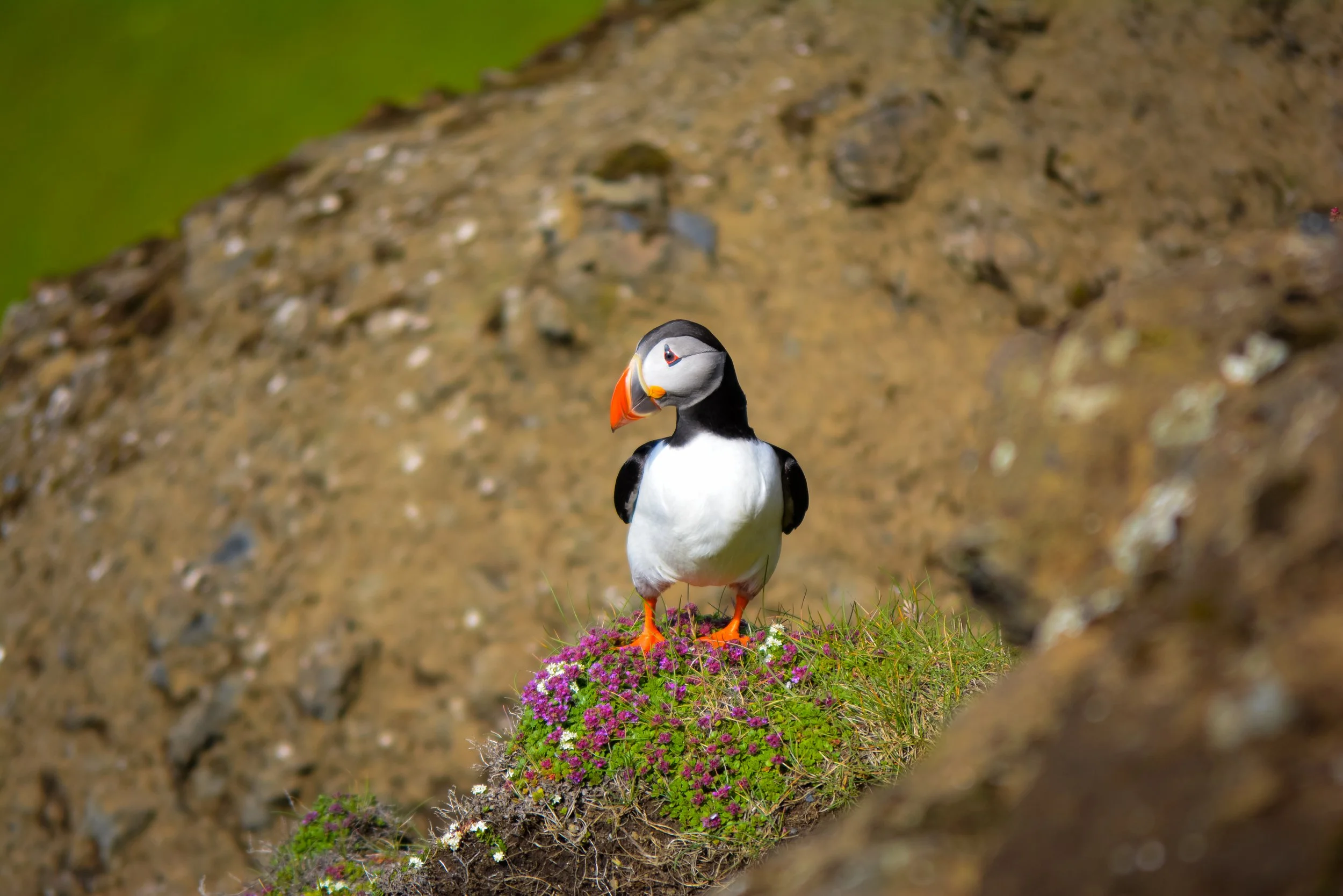 A puffin stands on a patch of green grass with pink and white flowers, against a rocky background.