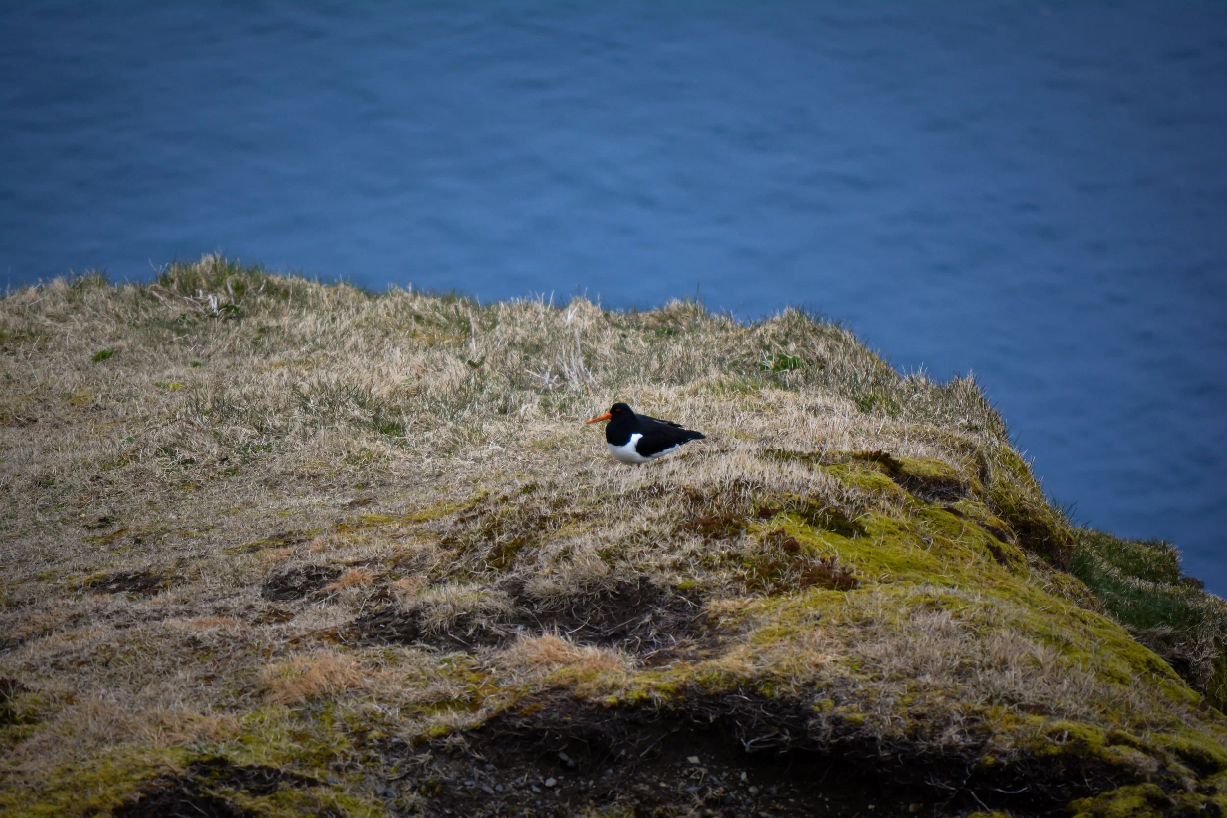 A solitary bird with black and white feathers and an orange beak sitting on grassy terrain near water.