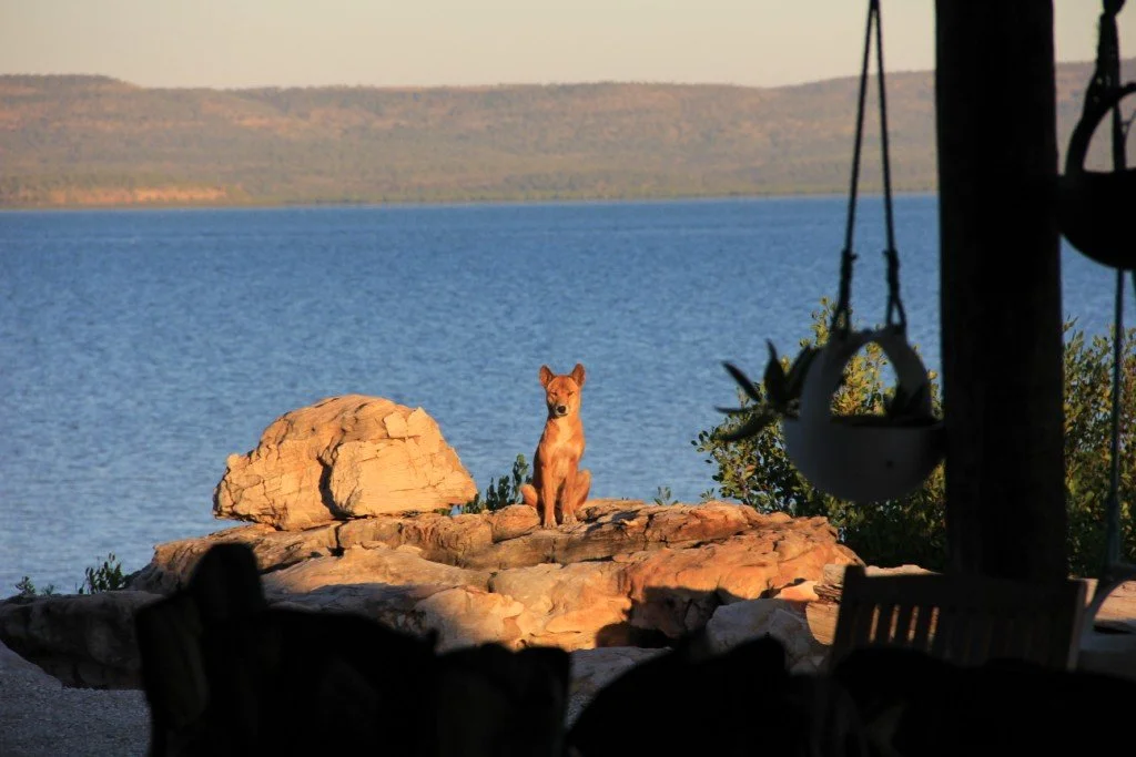 Dingo compressed.JPG