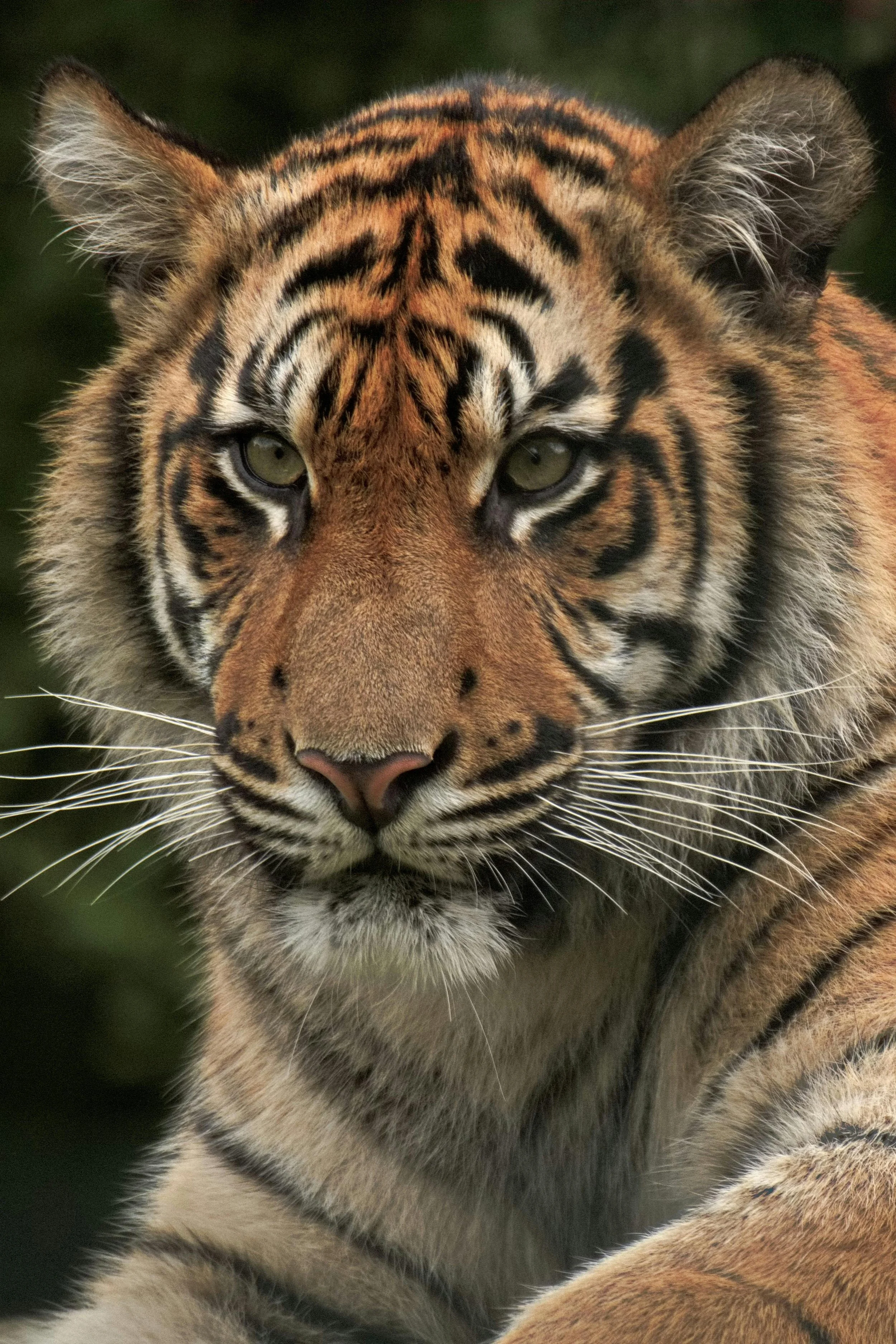 Auckland Zoo