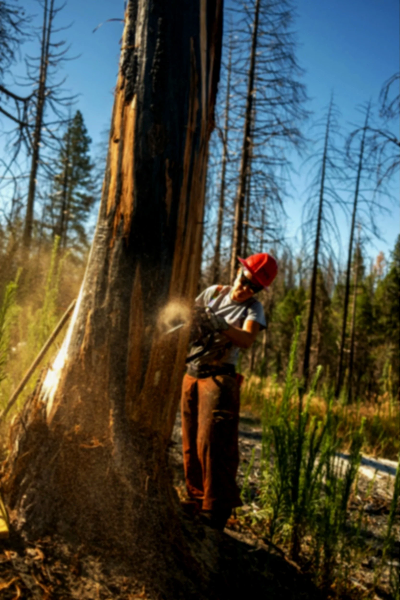 Person wearing a red hat and gray shirt chopping a fallen tree in a forest with a chainsaw, with tall trees and a blue sky in the background.