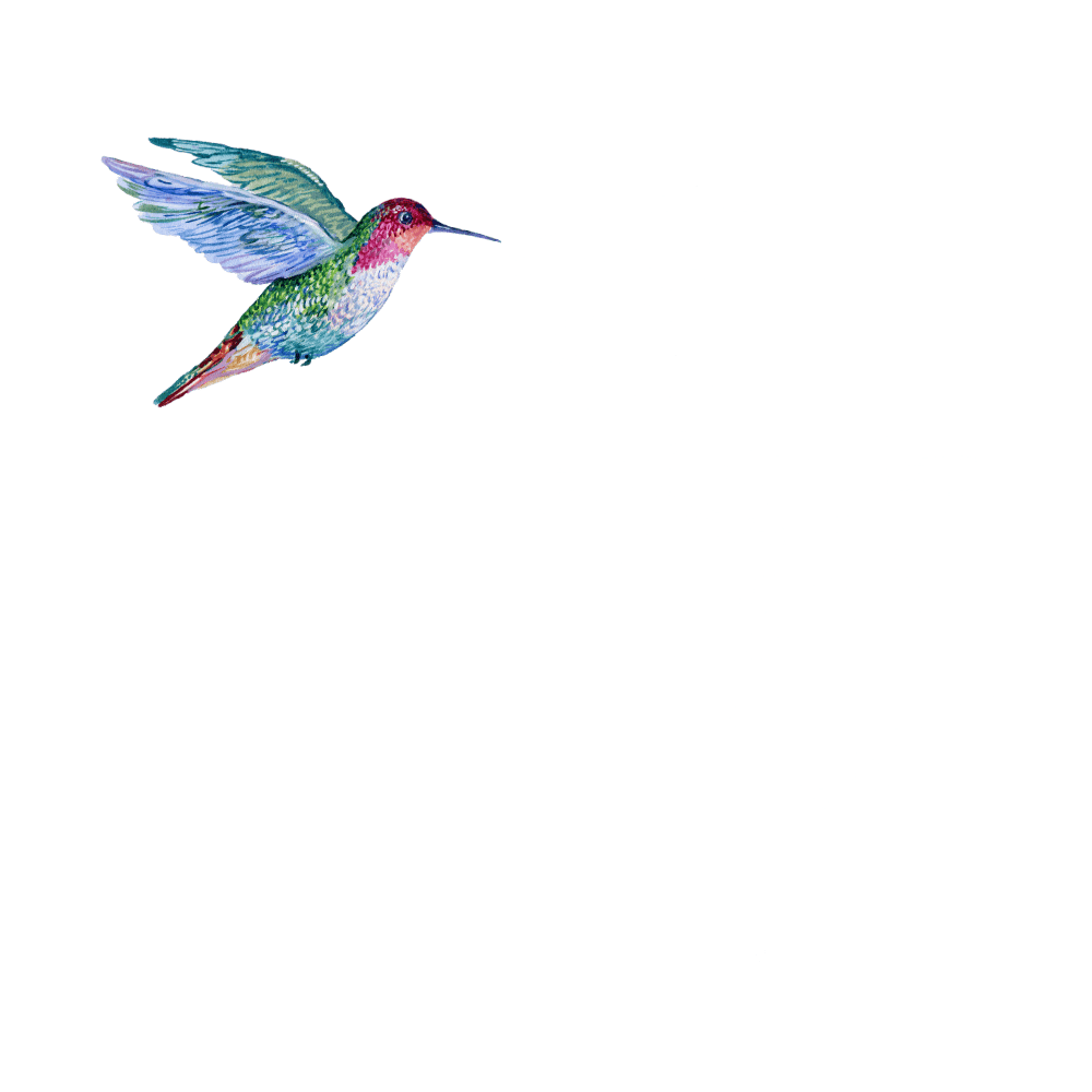 Black background with a colorful hummingbird near a white outline of a flower and leaves.