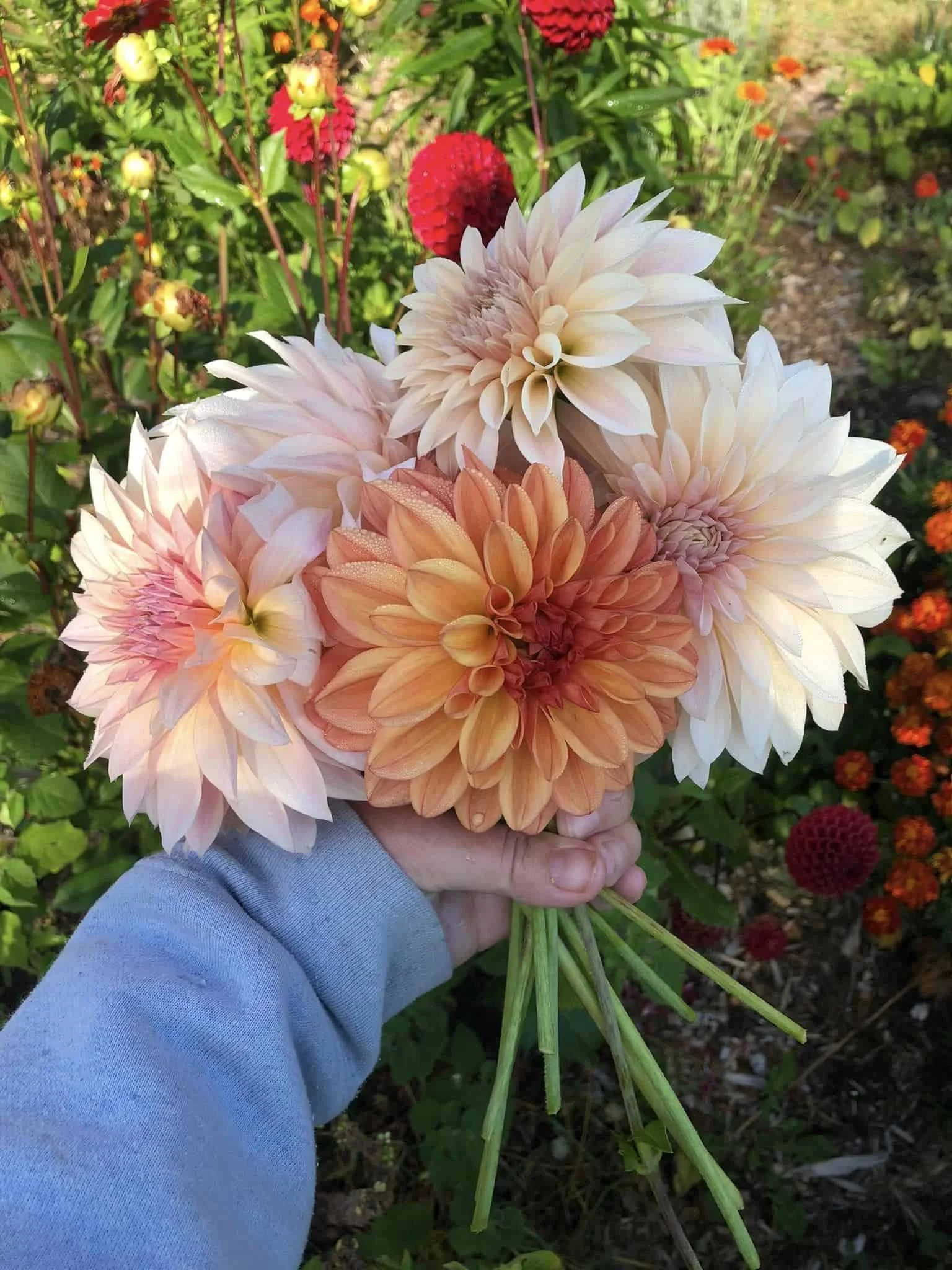 Orange and soft pink dahlia bouquet in woman's hand in Ottawa-Gatineau Permaculture Forest Garden.