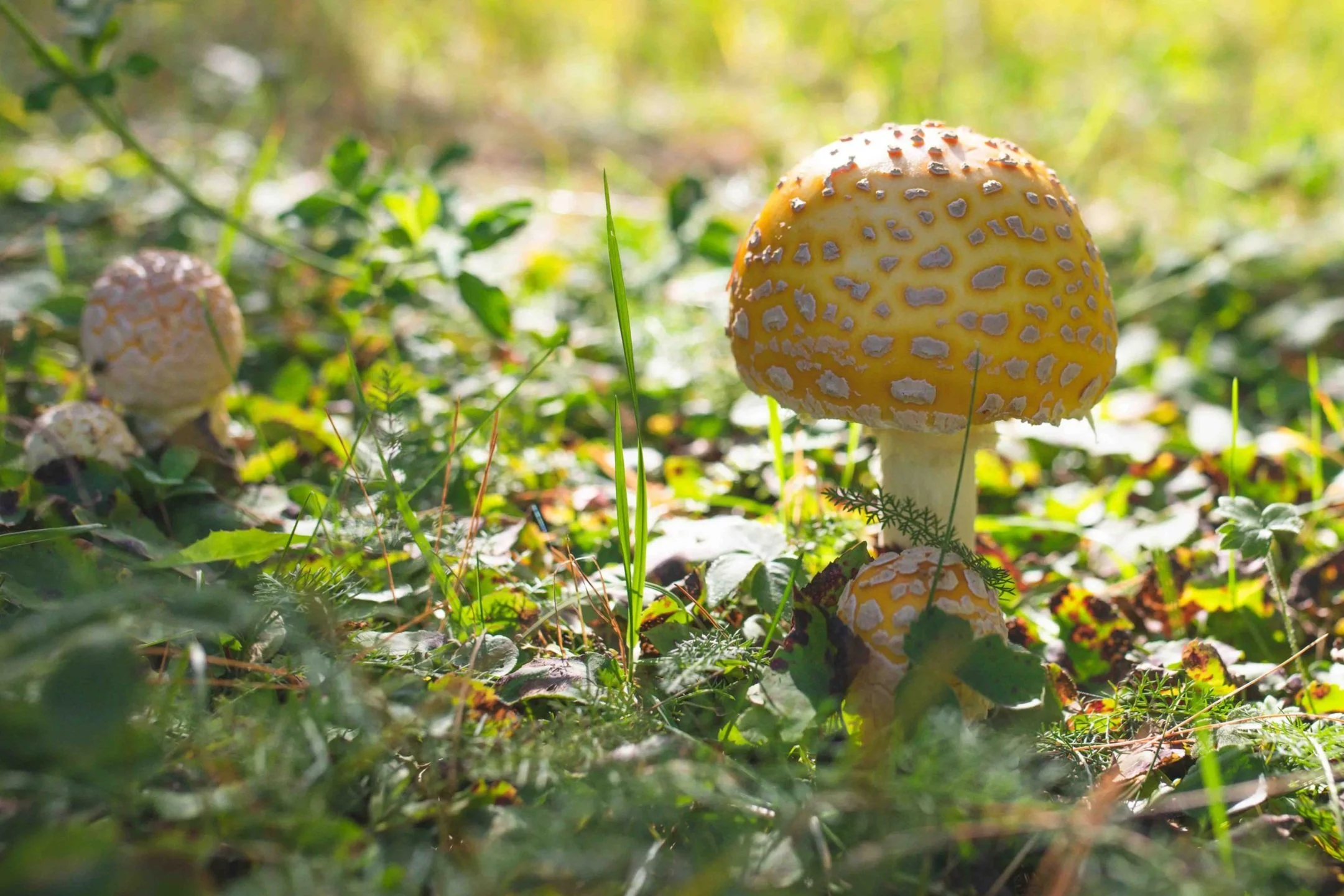 Yellow mushrooms with white spots growing in a forest among green grass and leaves.