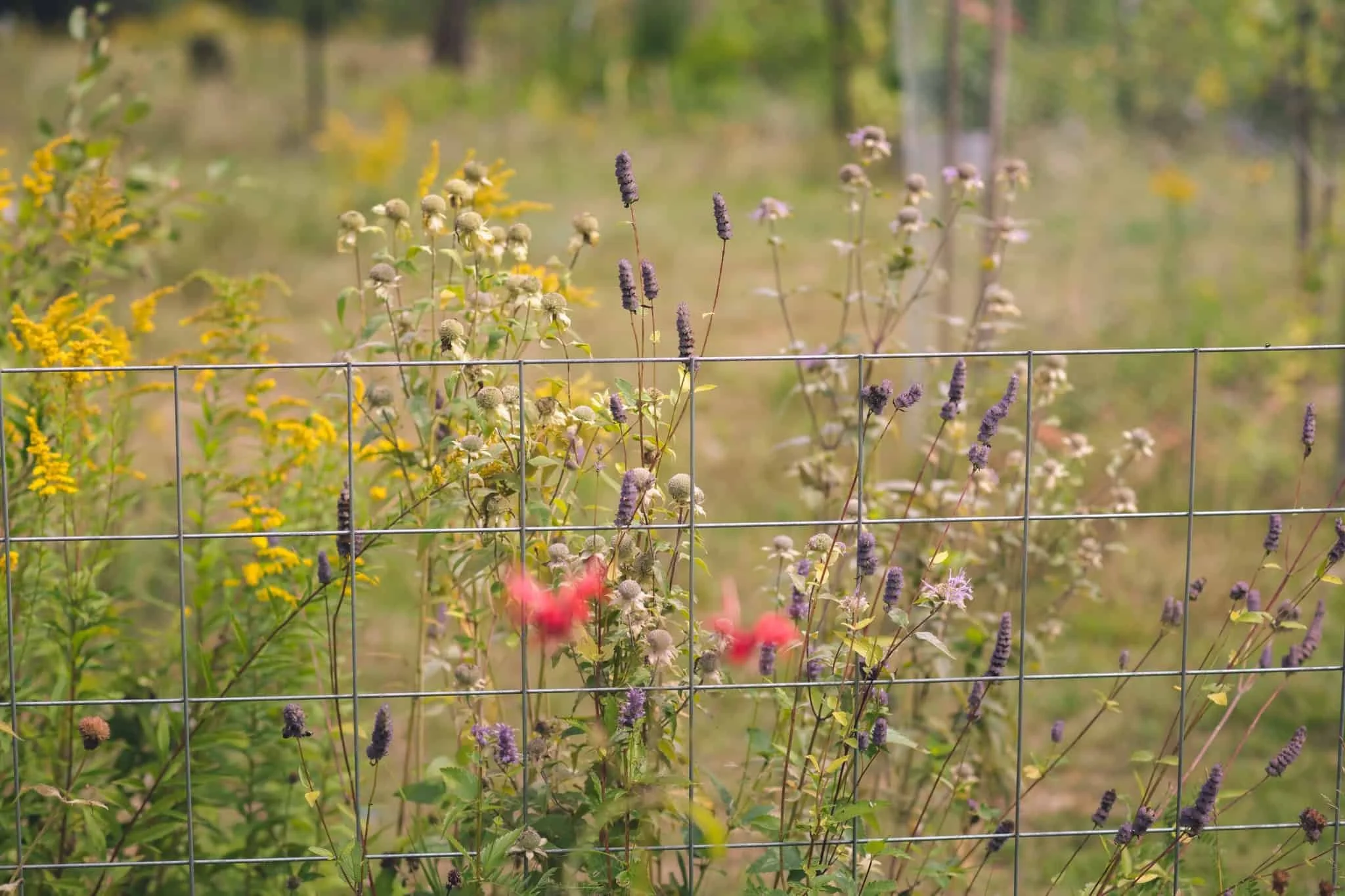 Scarlet Bee Balm, Wild Bergomot, Anise Hyssop wildflowers along a garden fence in food forest in Quebec.