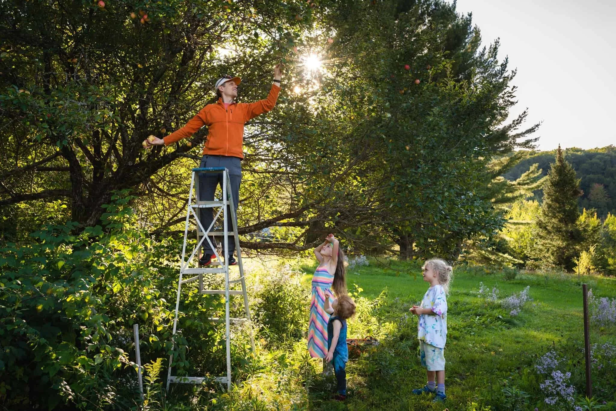 Family picking apples from a huge fruit tree guild at Quebec Forest Garden. Sun is setting behind the trees.
