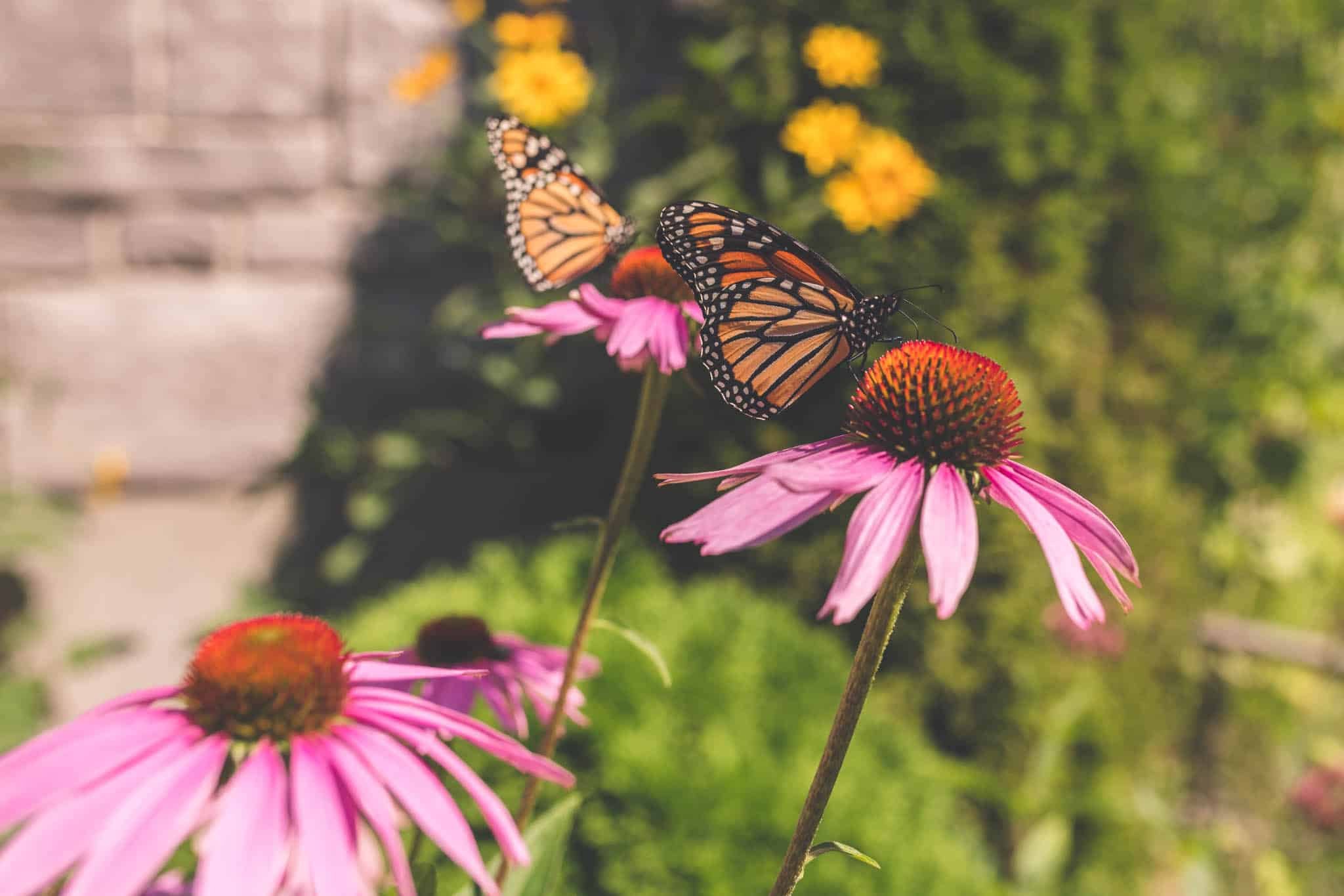 Two monarch butterflies on purple echinacea flowers in native pollinator garden in Zone 4 Quebec.
