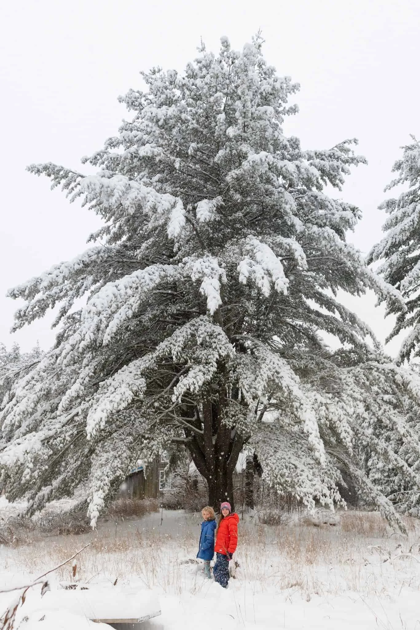 Two children standing near a huge old white pine tree covered in heavy snow.