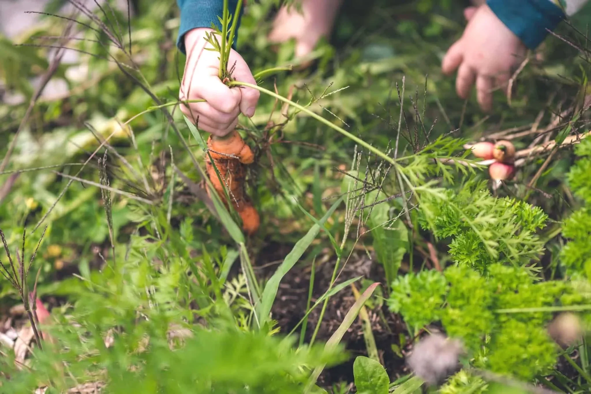 carrot-harvest-food-forest-quebec.webp