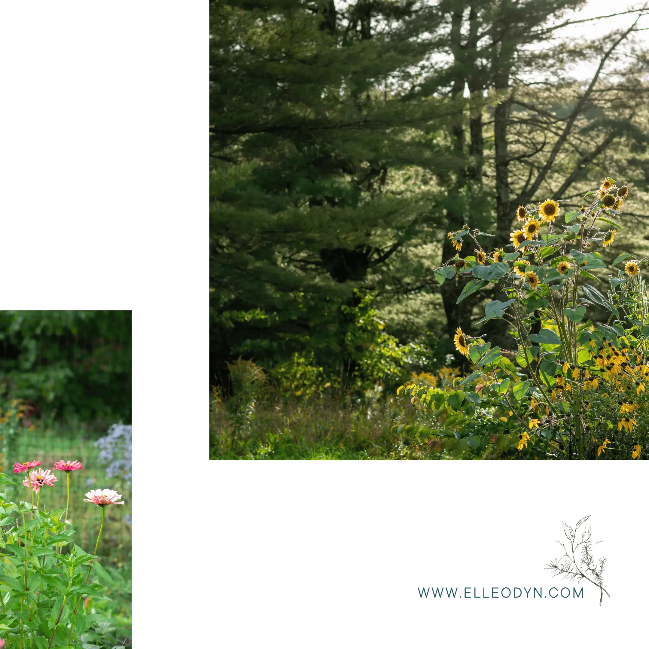 forest-garden-sunflowers.webp