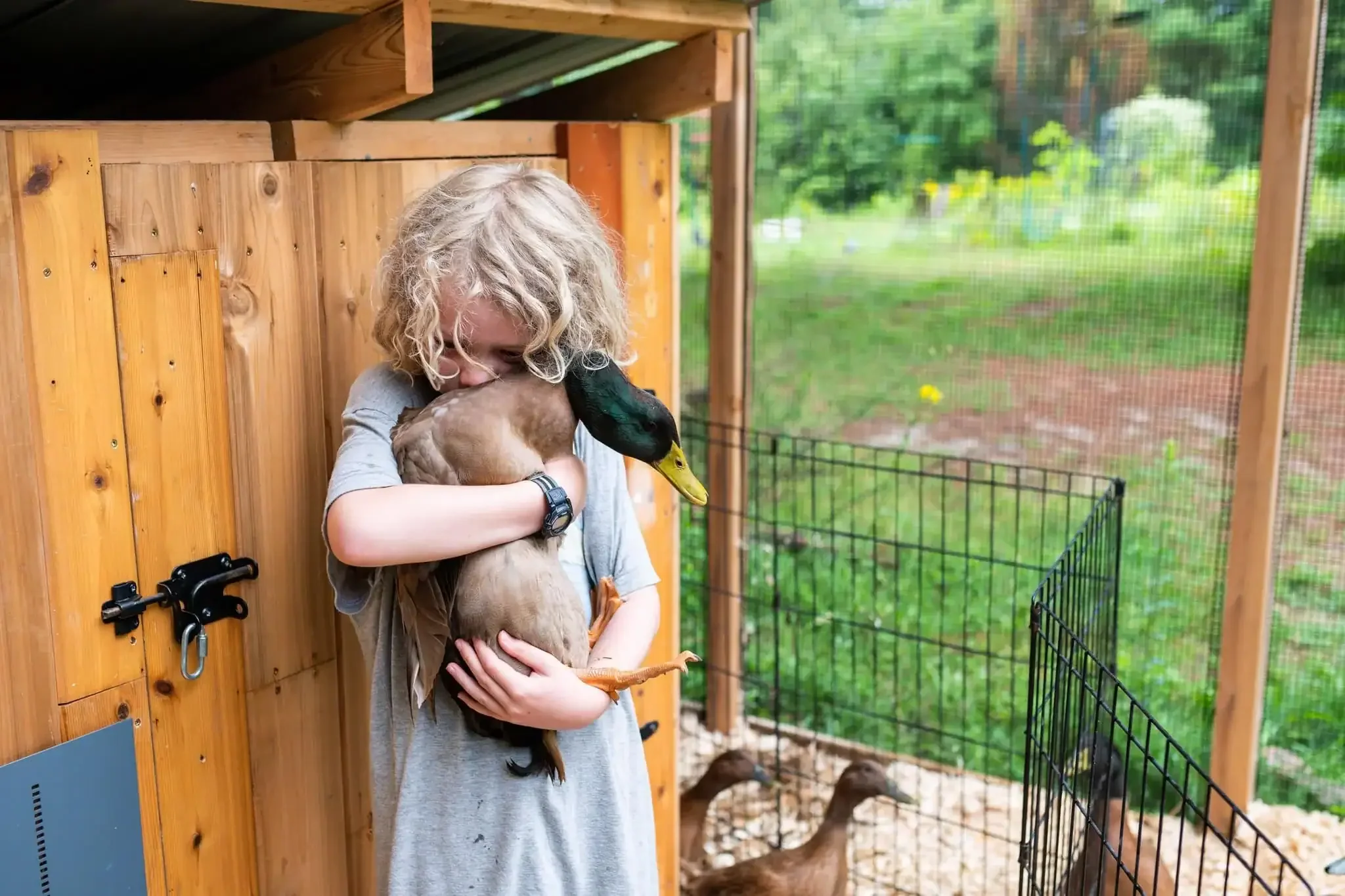 Ducks in the Forest Garden | A Love Story