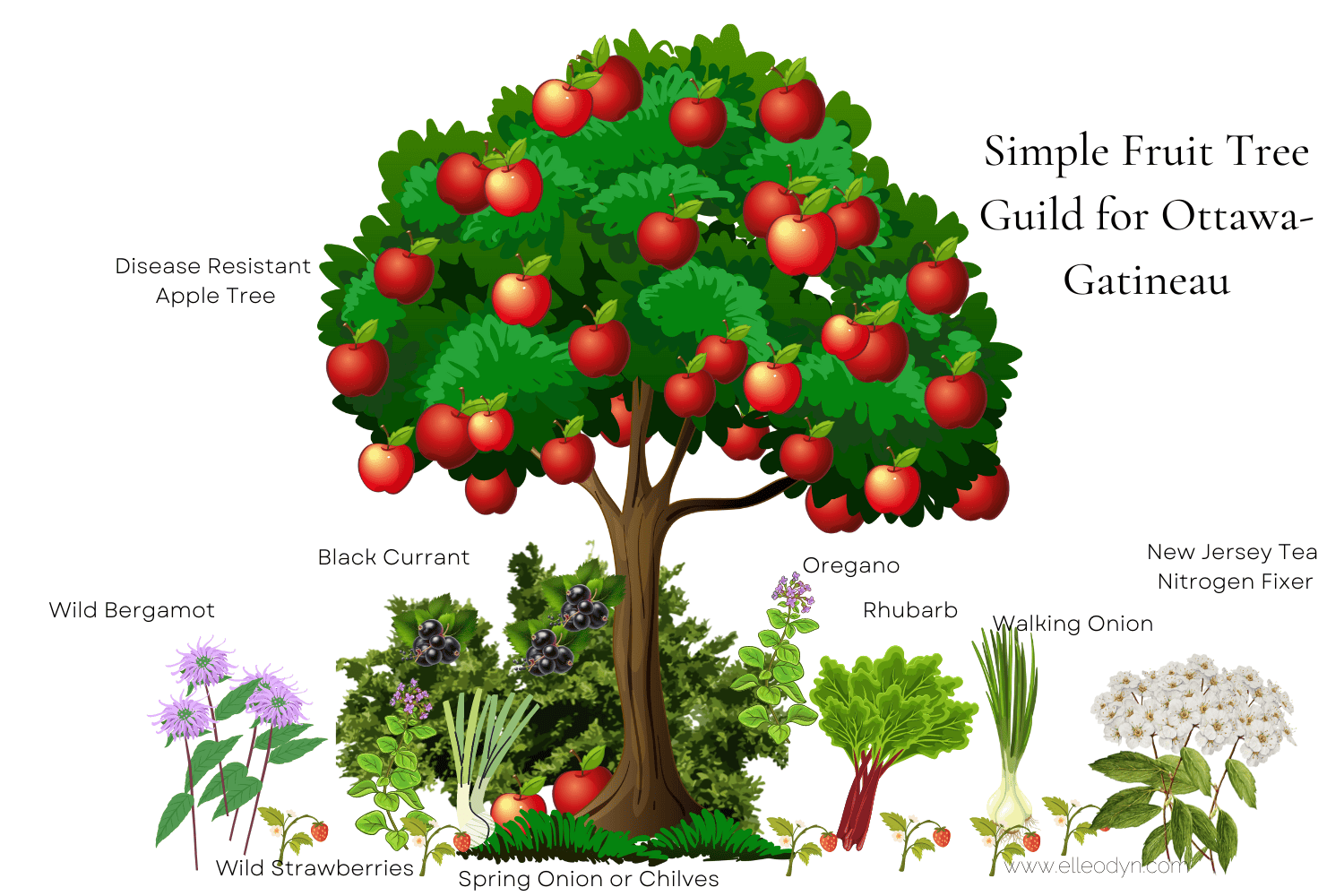 A Fruit Tree Guild for Your Ottawa-Gatineau Urban Garden