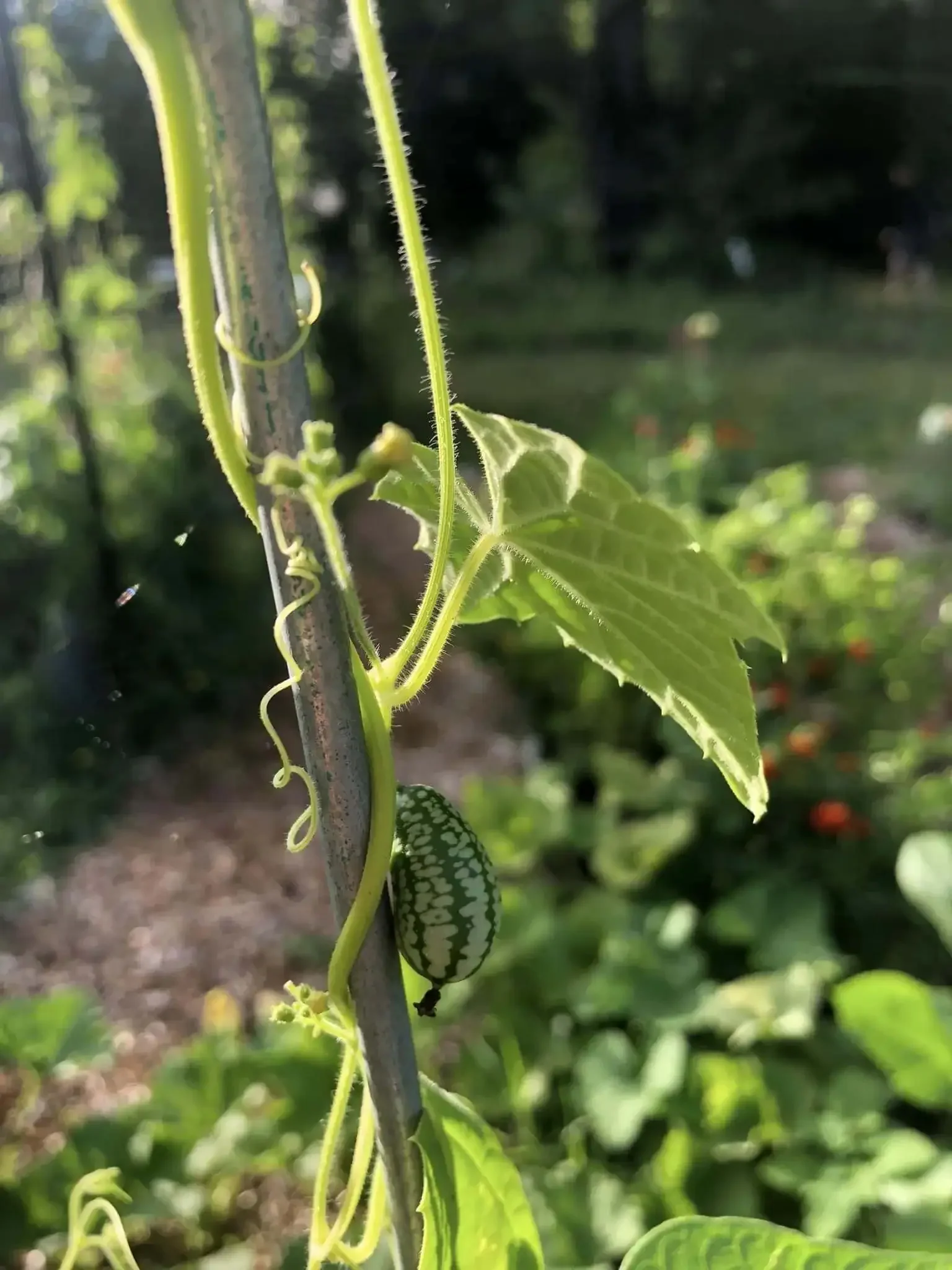 Cucamelon growing on Cattle Panels