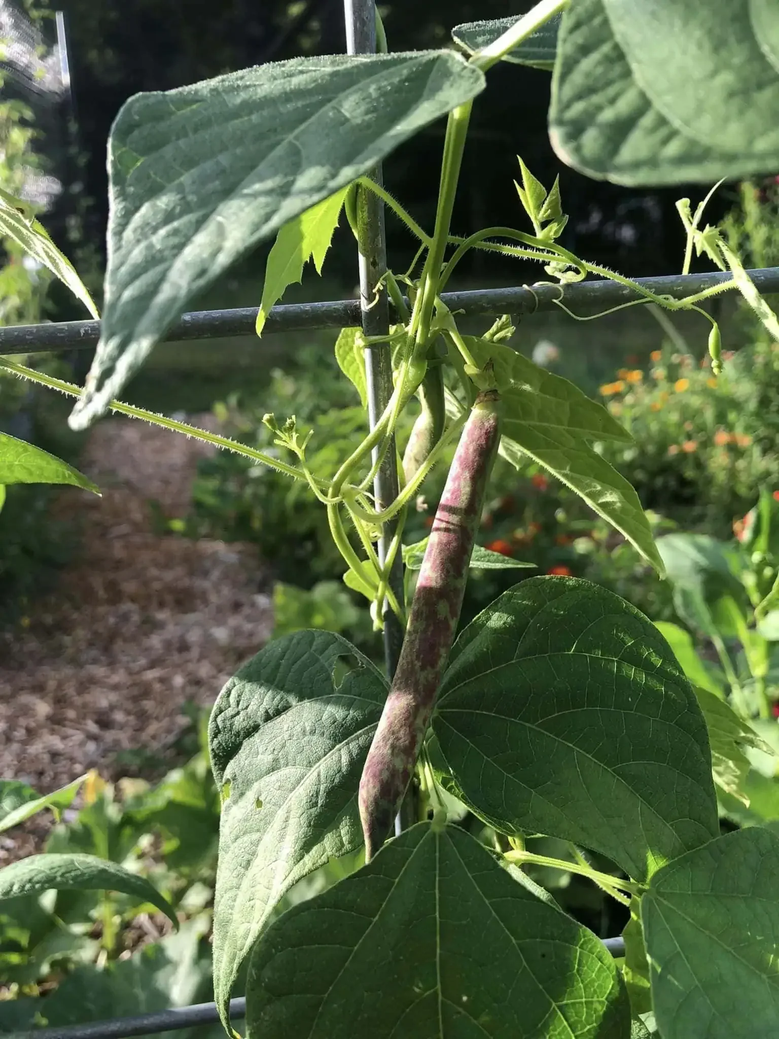 Beans on Cattle Panel