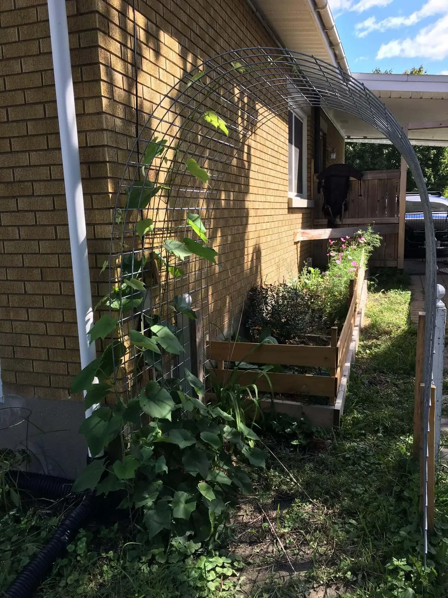 Grape Trellis in Ottawa
