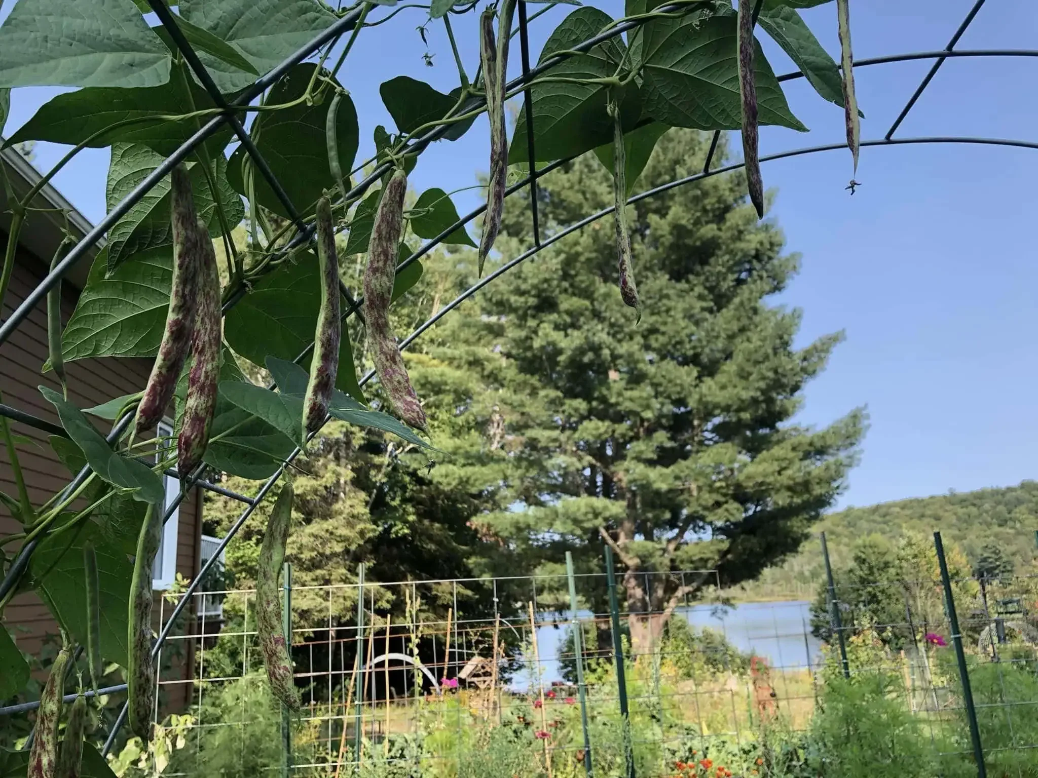 Cattle panel with beans and you can see the tomato trellises toward the water there too.