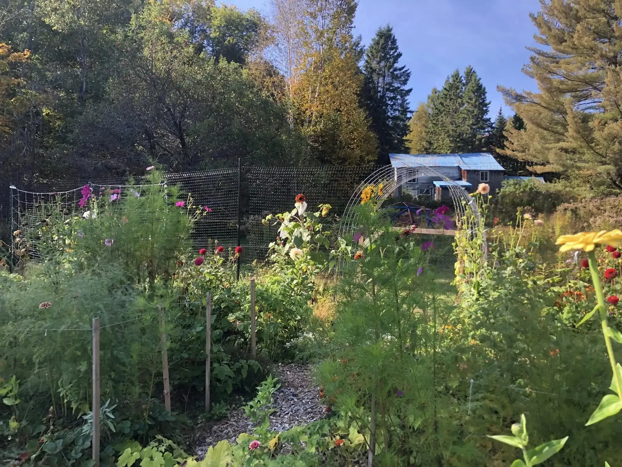 Garden Gates made of Cattle Panels and found wood