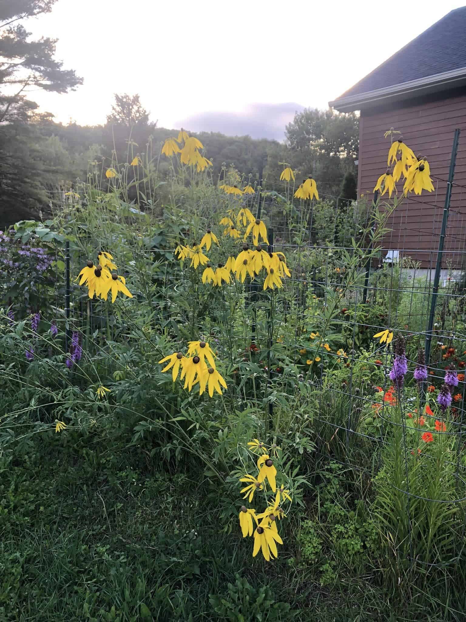 A garden with yellow coneflowers, purple liatris, and red flowers, surrounded by green foliage, next to a brown house with a dark roof, during sunset.