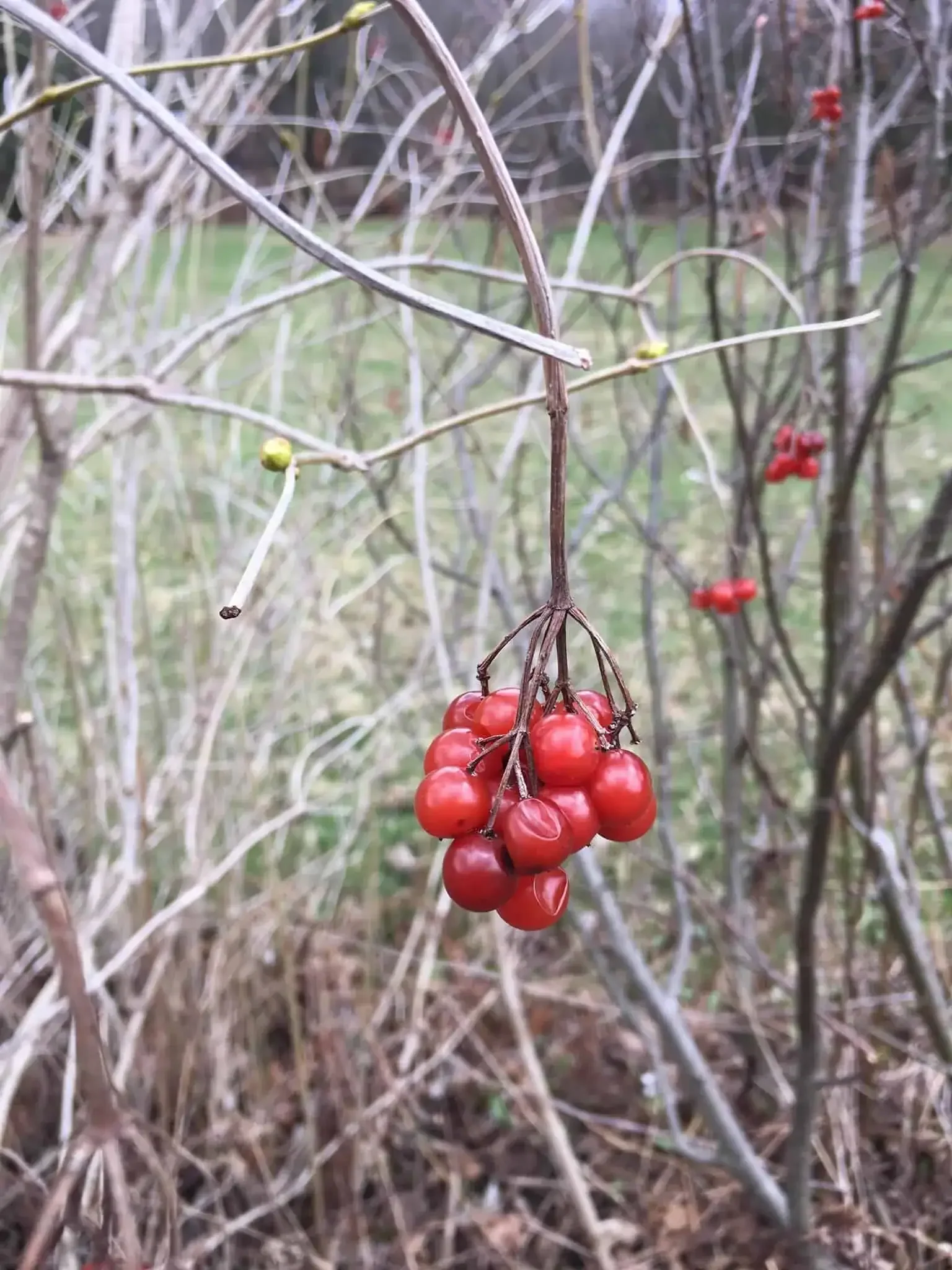 High Bush Cranberry