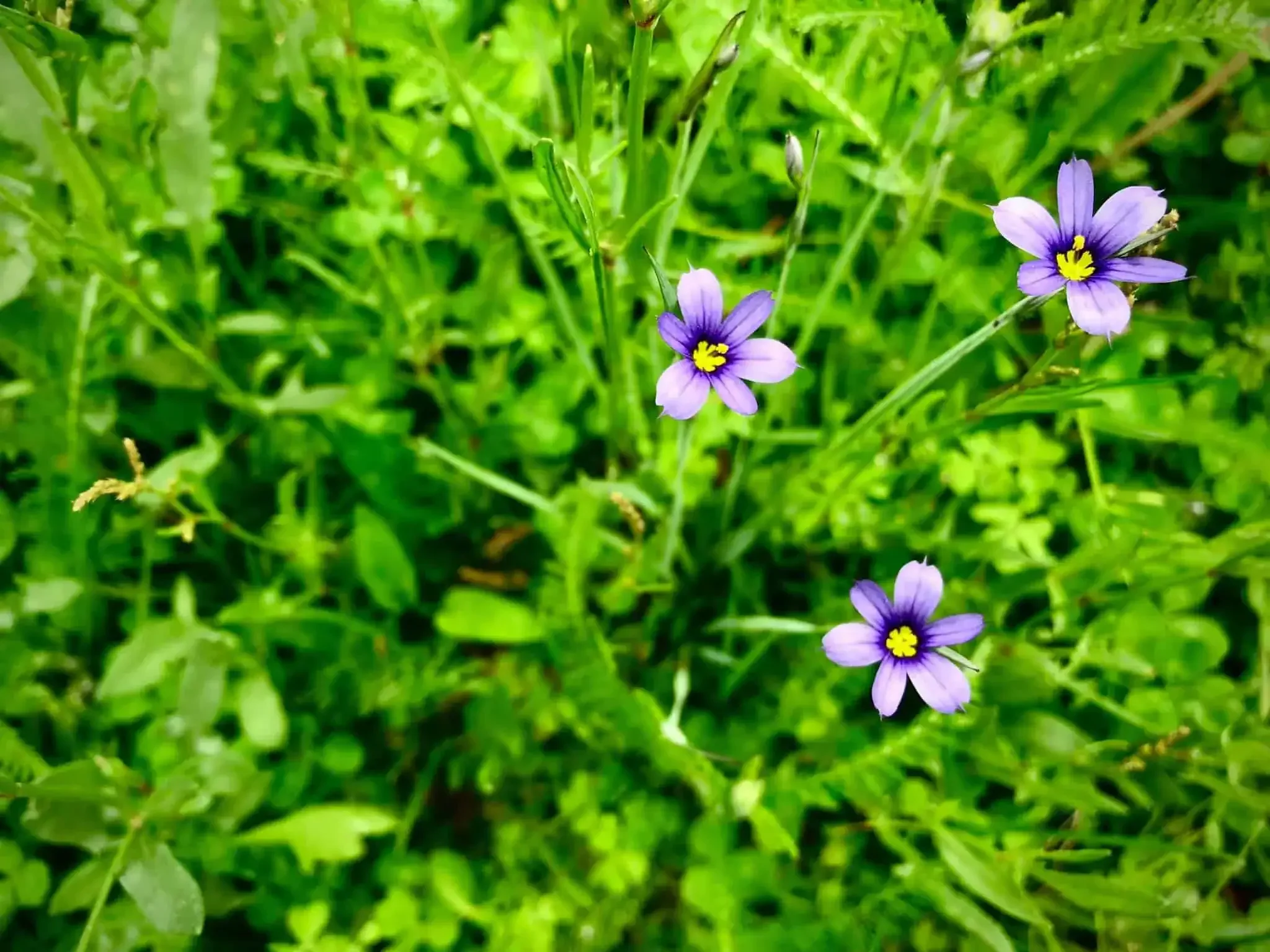 Blue Eyed Grass