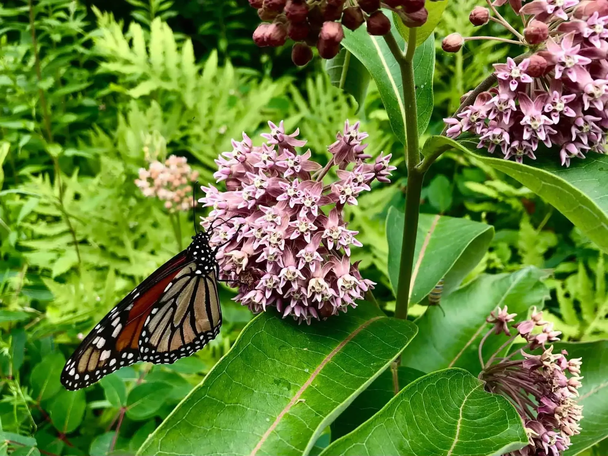 Common Milkweed and Monarch