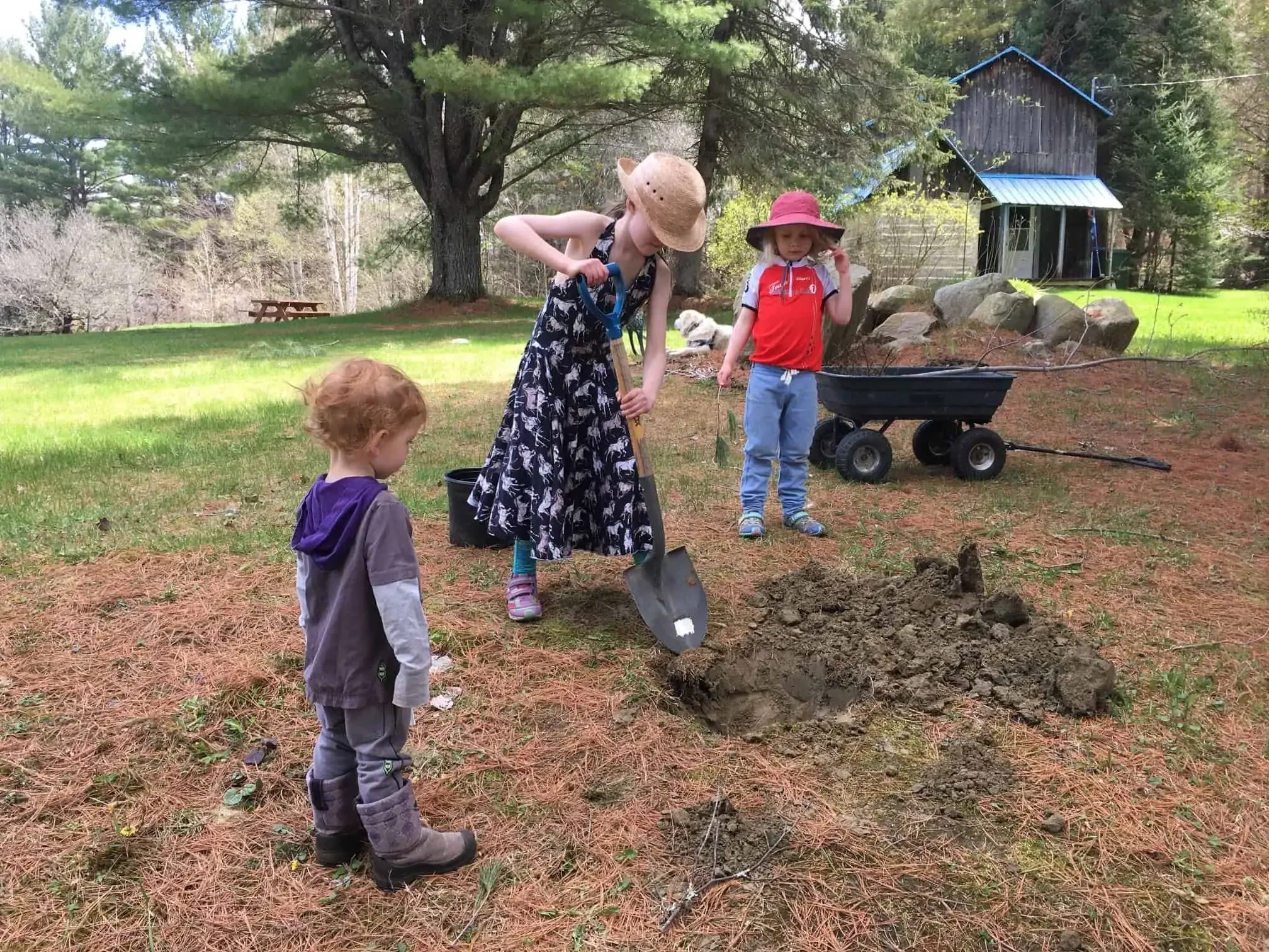 Transplanting Pin Cherry Trees