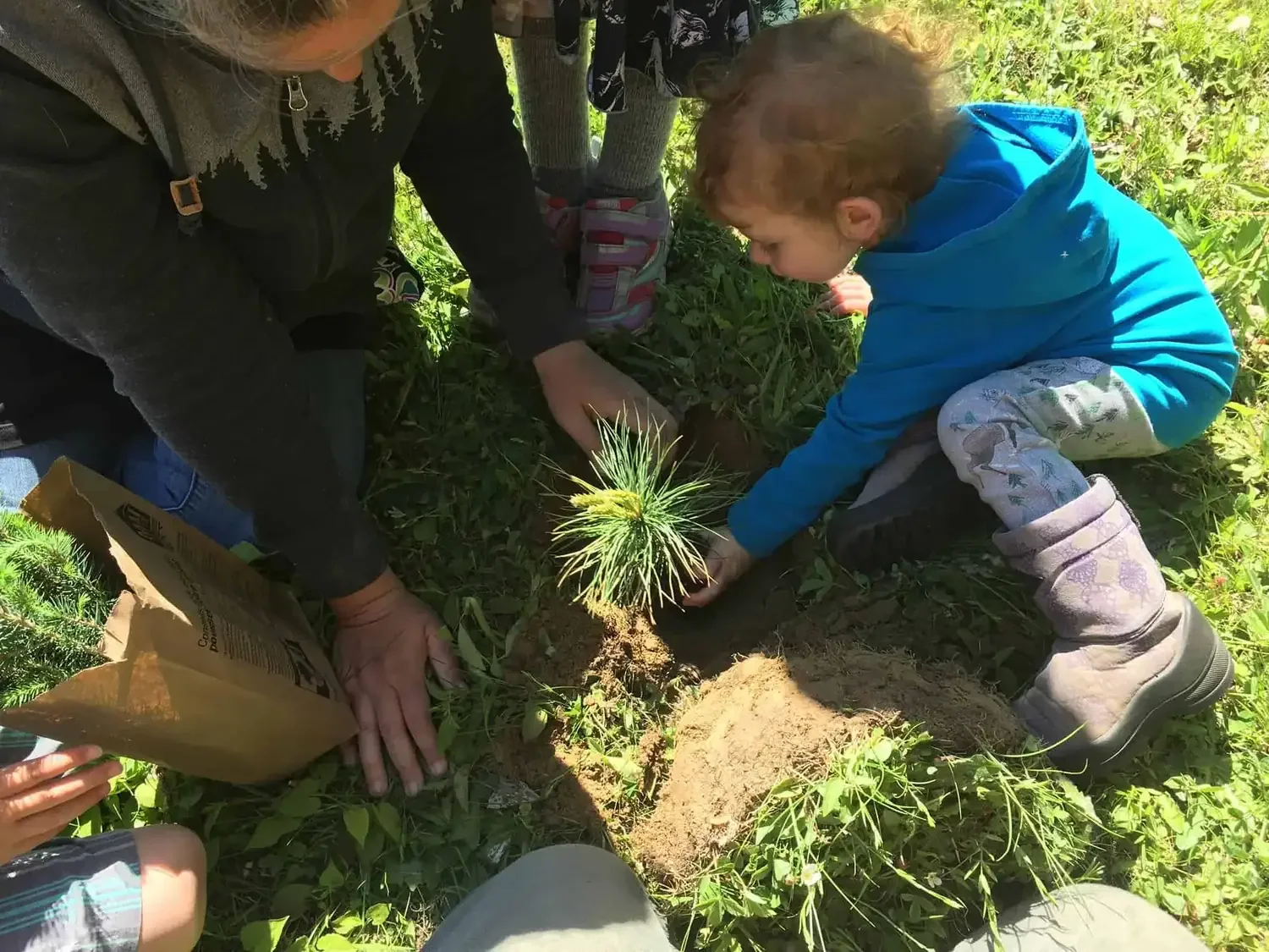 Planting Eastern White Pines