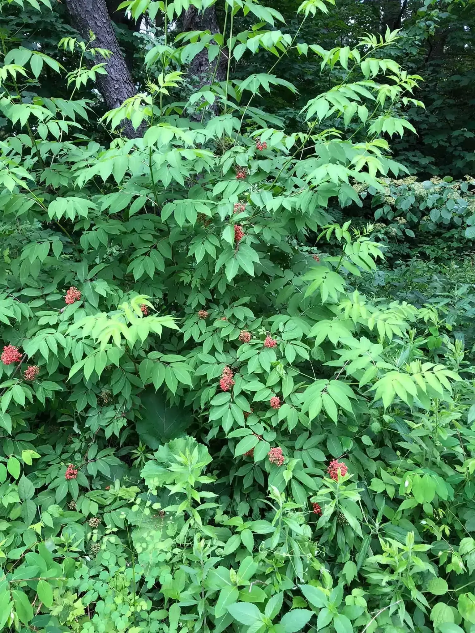 Red Elderberry