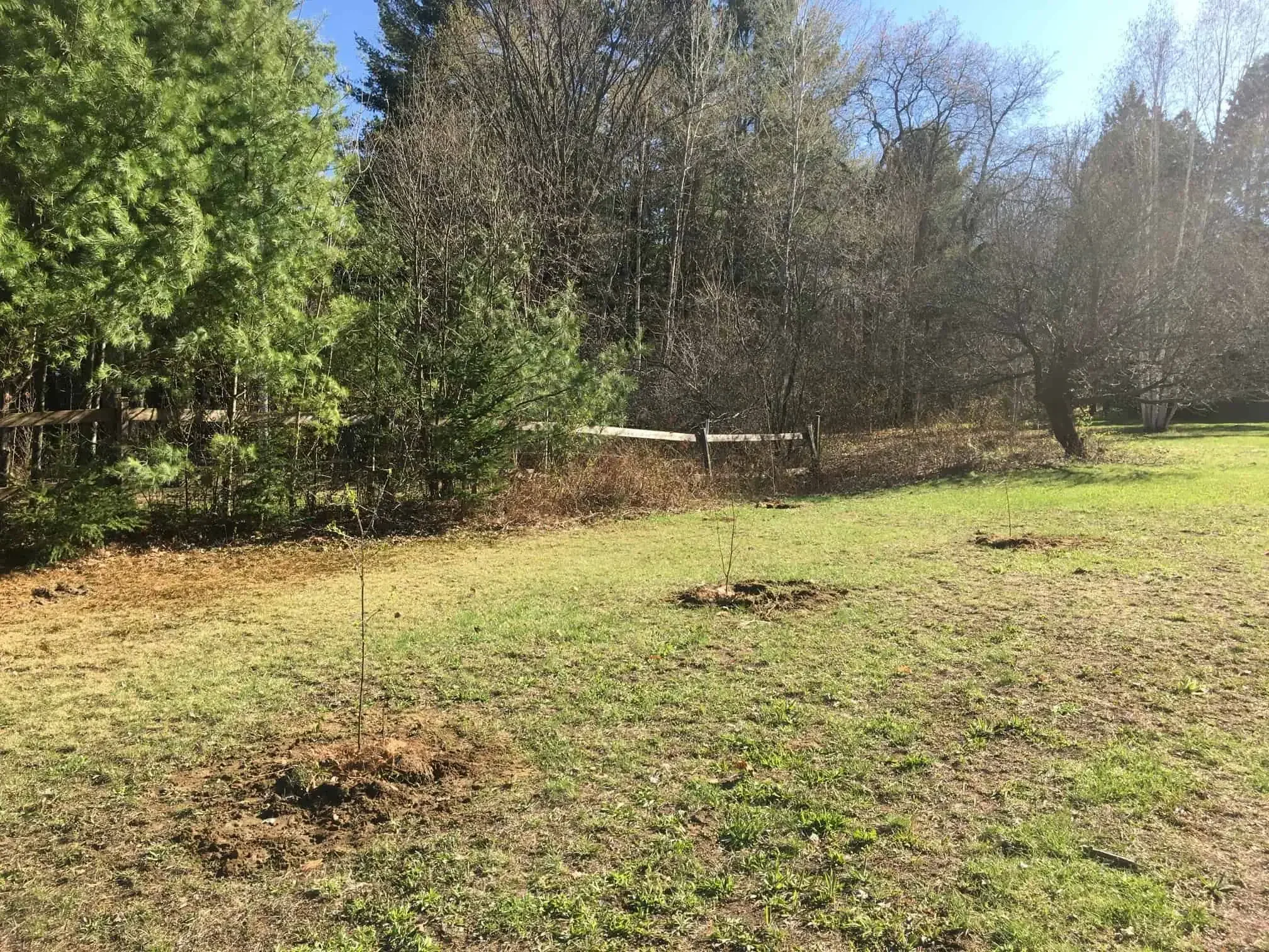 Transplanted Native Trees